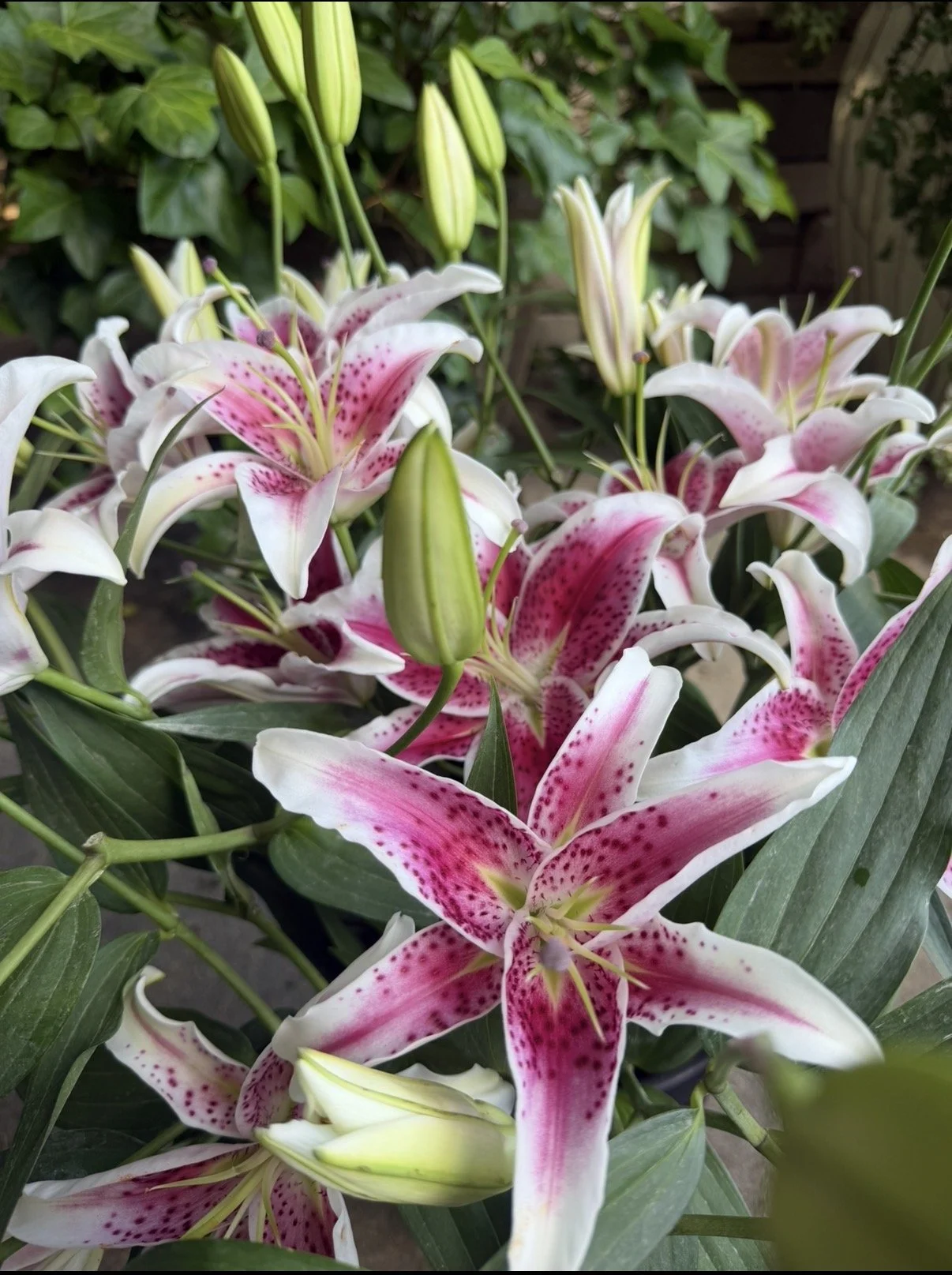 Fresh cut pink and white Stargazer lilies with green buds and leaves displayed outside.