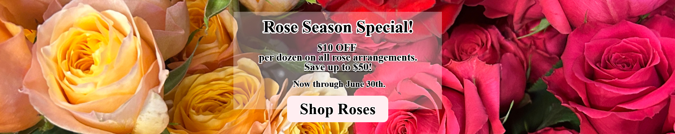 rose special june banner.png