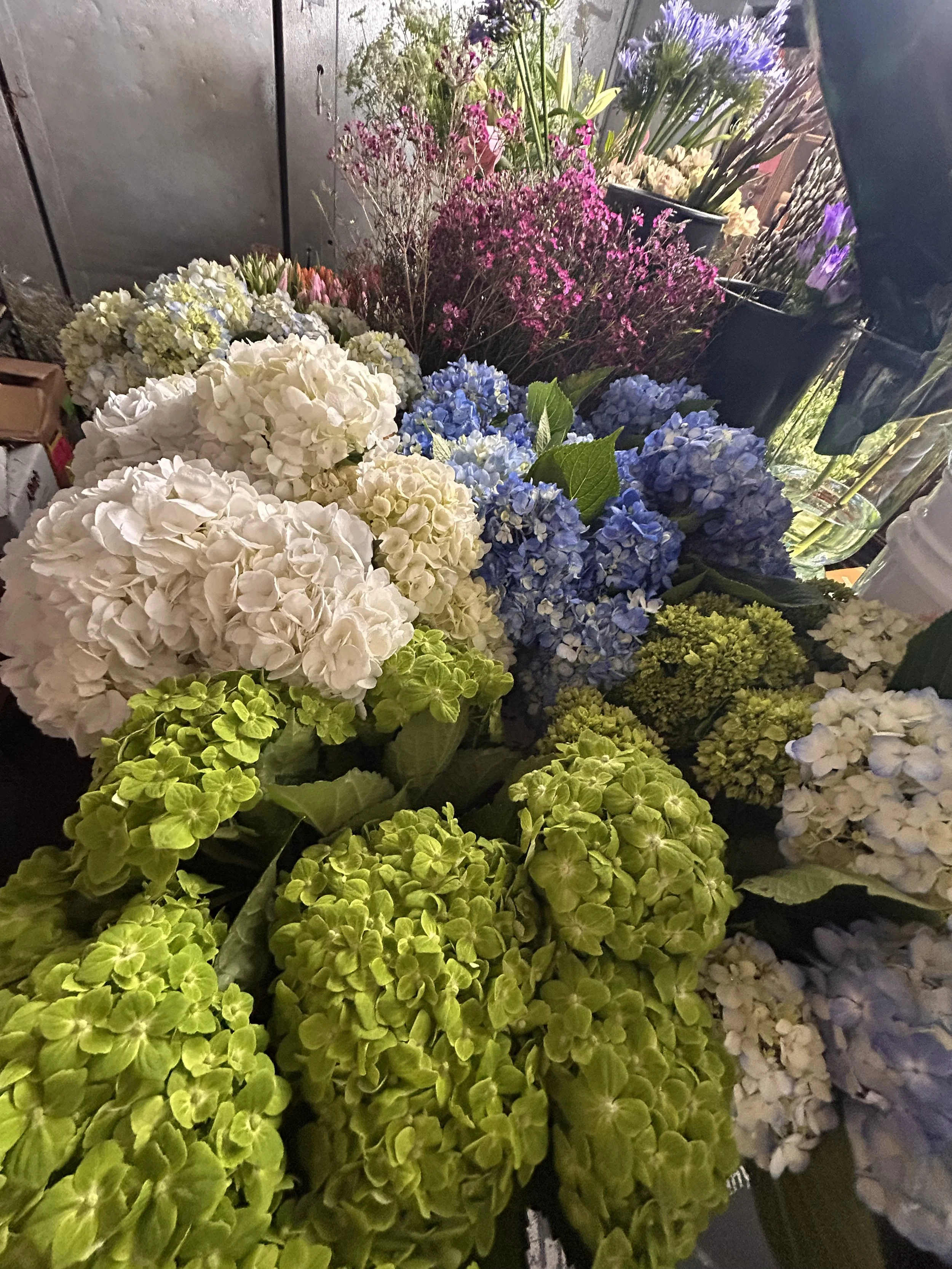 A close up of the inside of a flower cooler, featuring hydrangeas in green, white & blue, and hot pink waxflower in the background