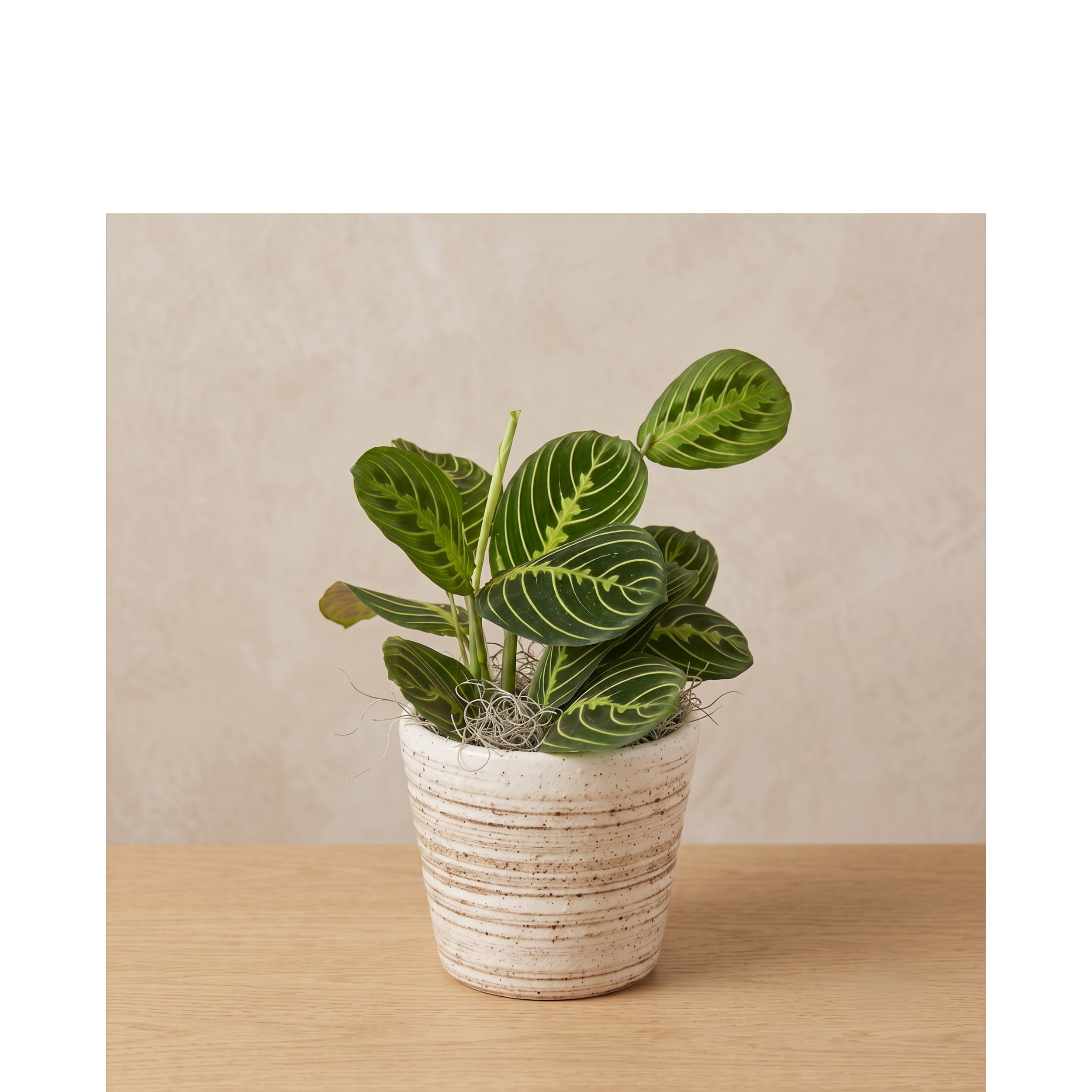 striped white planter 2 (2).png