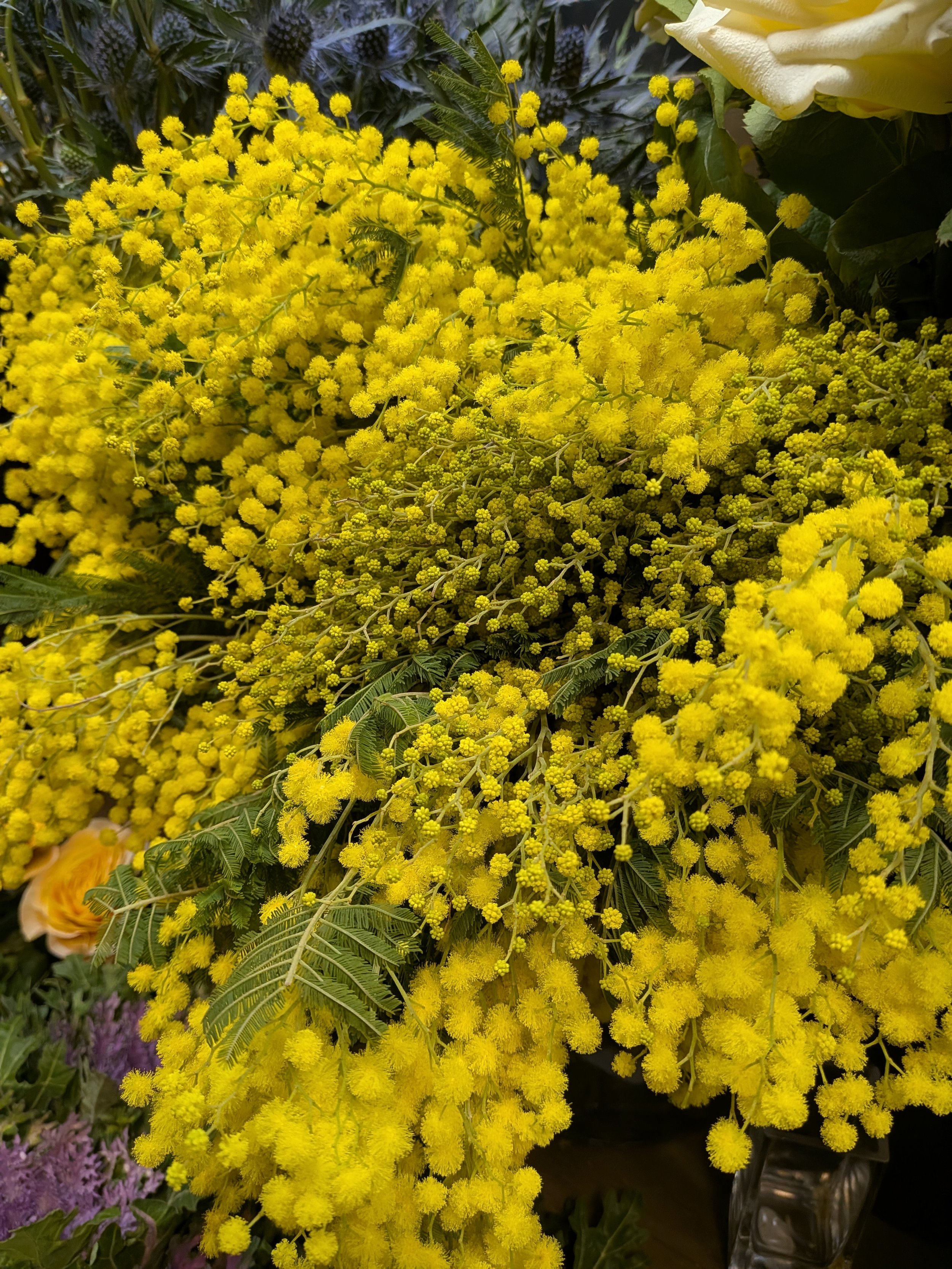 A close-up of a vibrant yellow mimosa flower bouquet with small round blossoms and green leaves.
