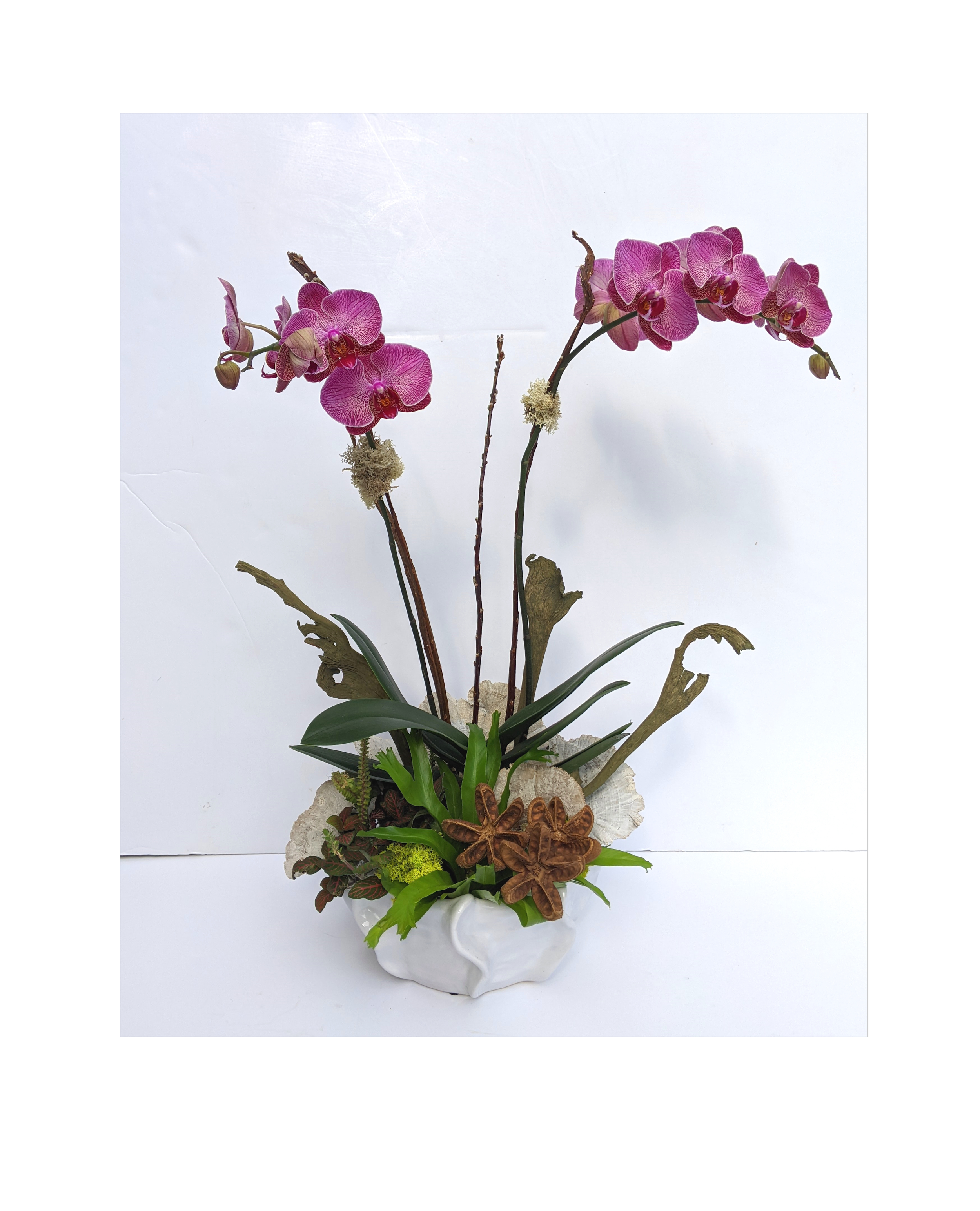 Orchid Plant - $100-$200