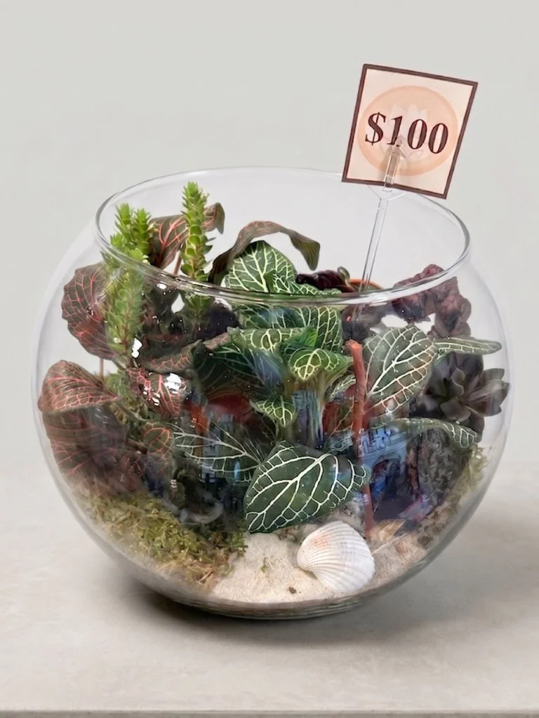 Live Inventory -Terrarium - $100