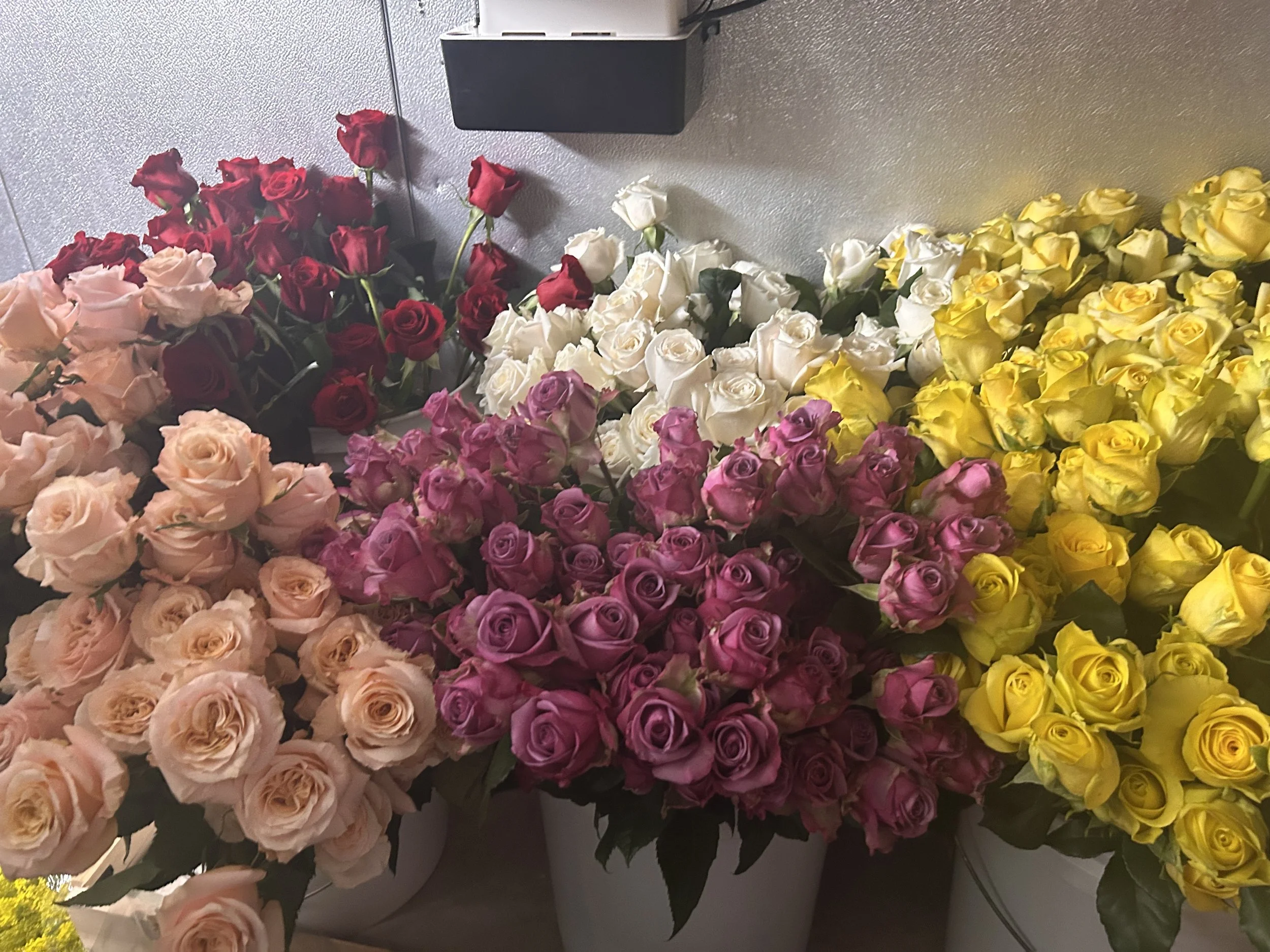 A wide shot of premium roses in lavedner, peach, yellow, cream / white, and classic red.