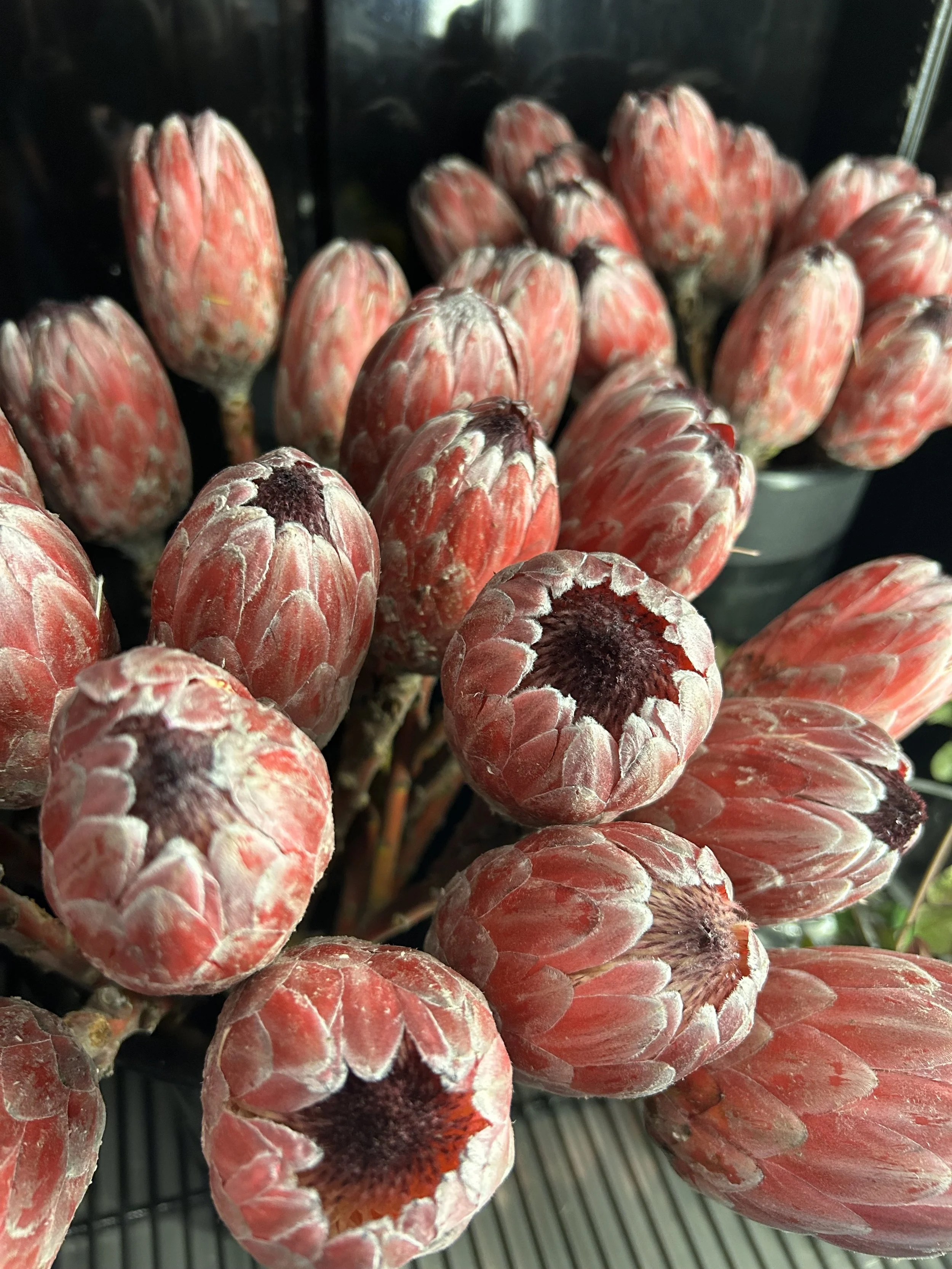 Close-up of pink and red protea flowers with dark centers.