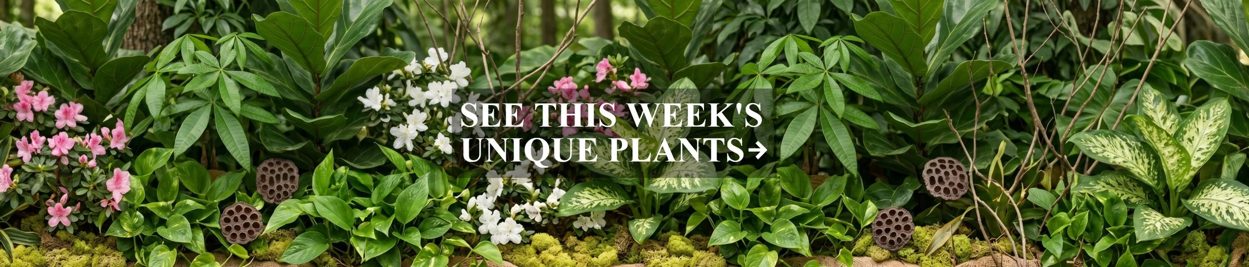 plant banner final for sure for sure.jpg