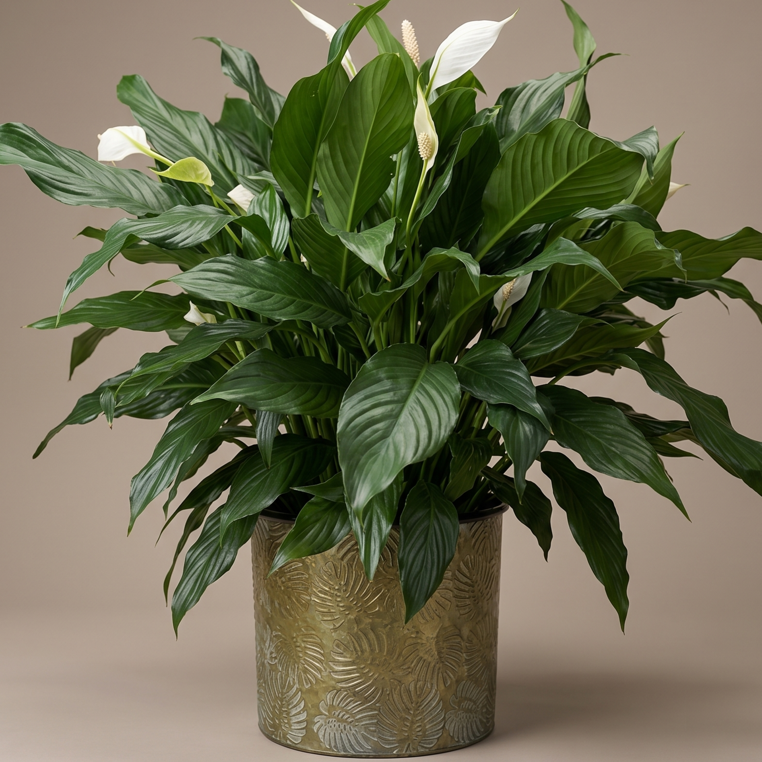 large peace lily(2).png (Copy)