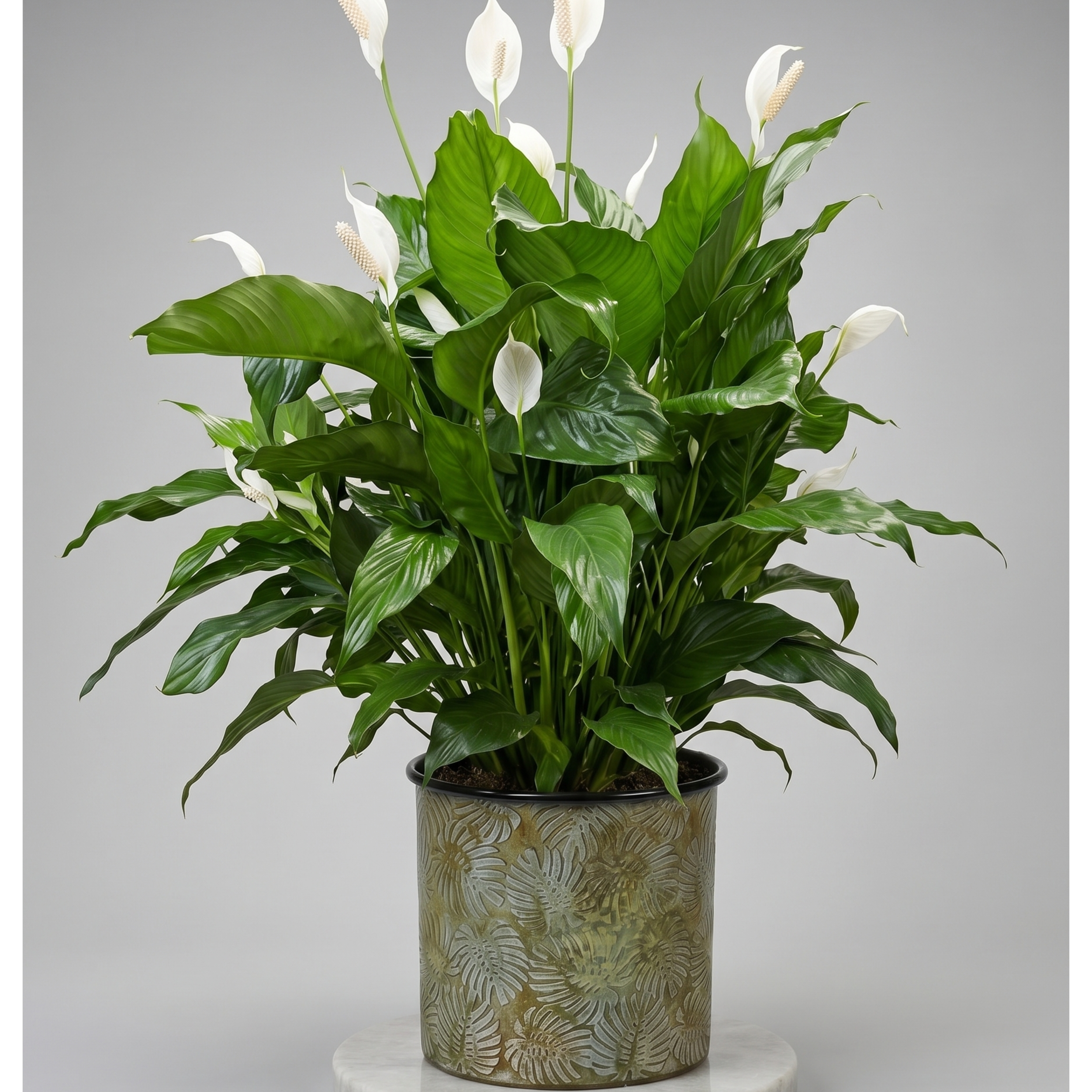 large peace lily 2.png
