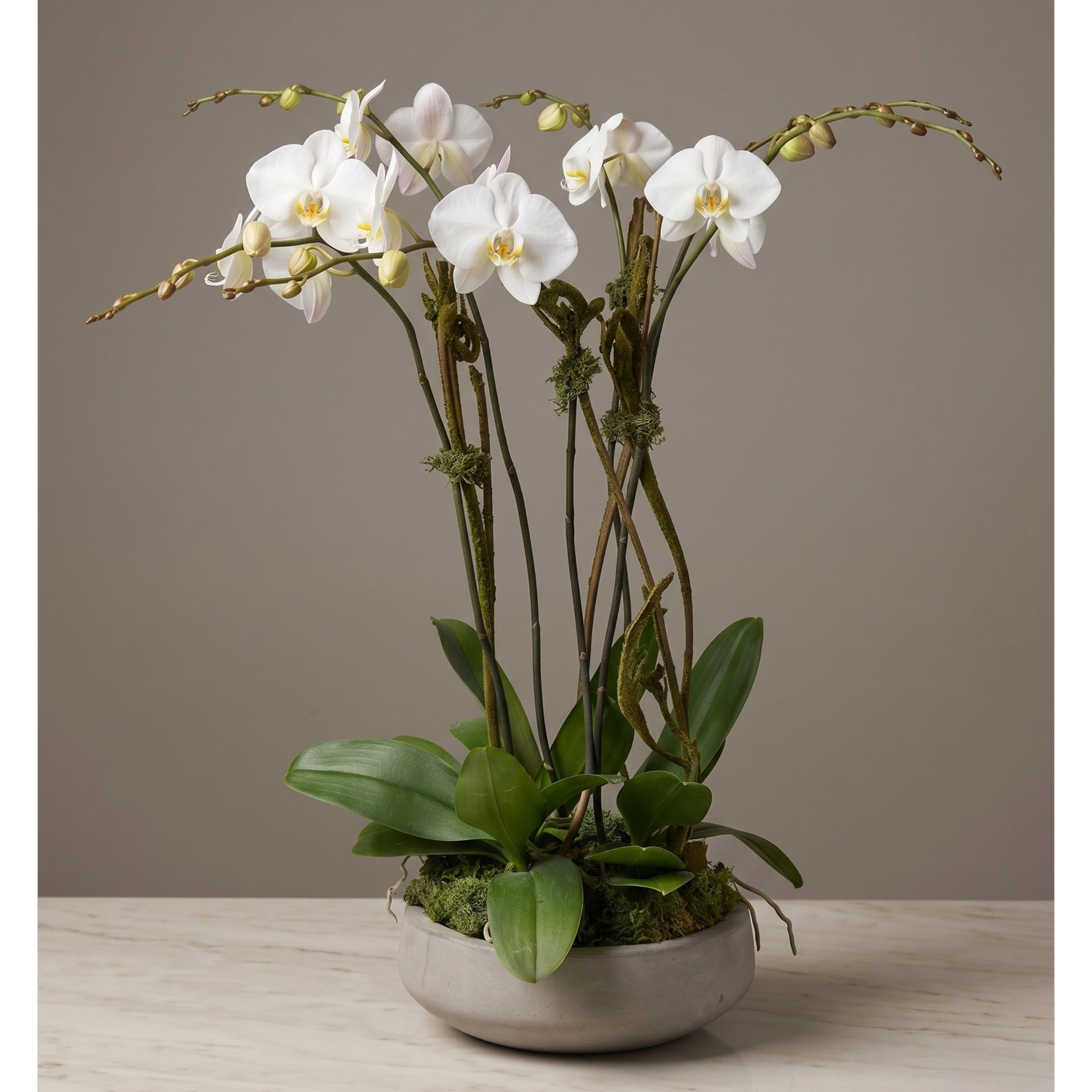 orchid garden 300 extra large.png