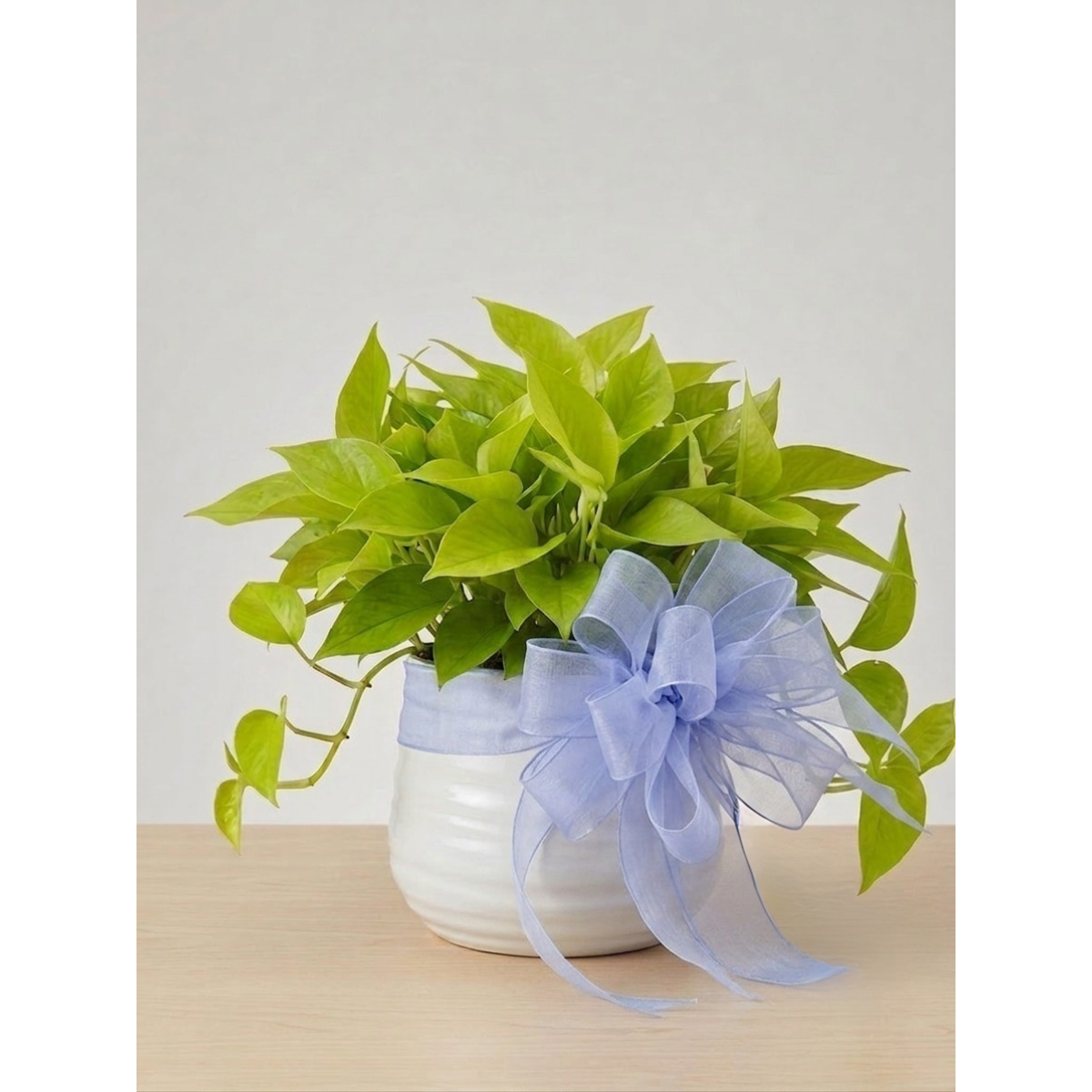 Green Plant with Baby Bow - $45-$200