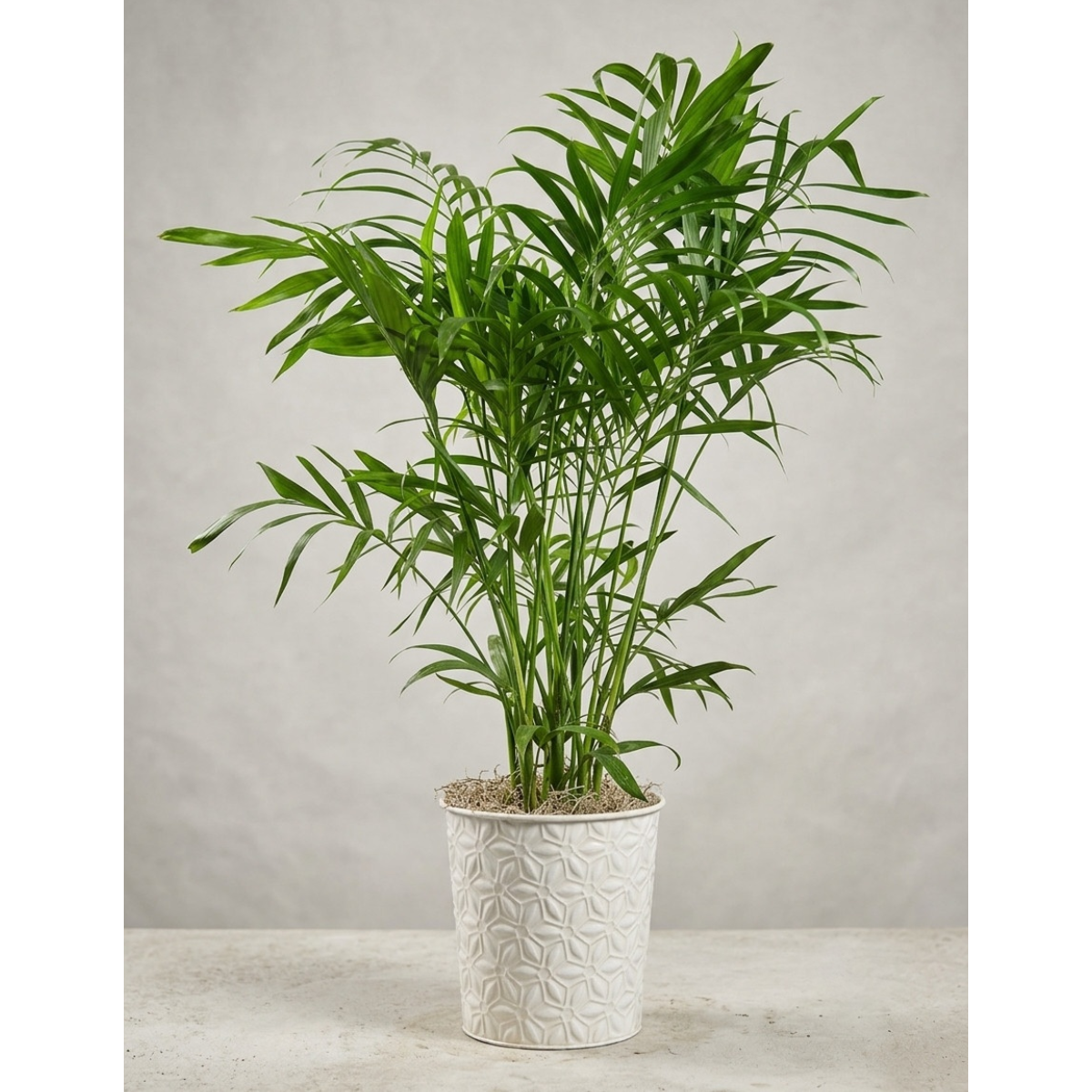 Live Inventory - Large Palm in White Etched Metal Container - $90