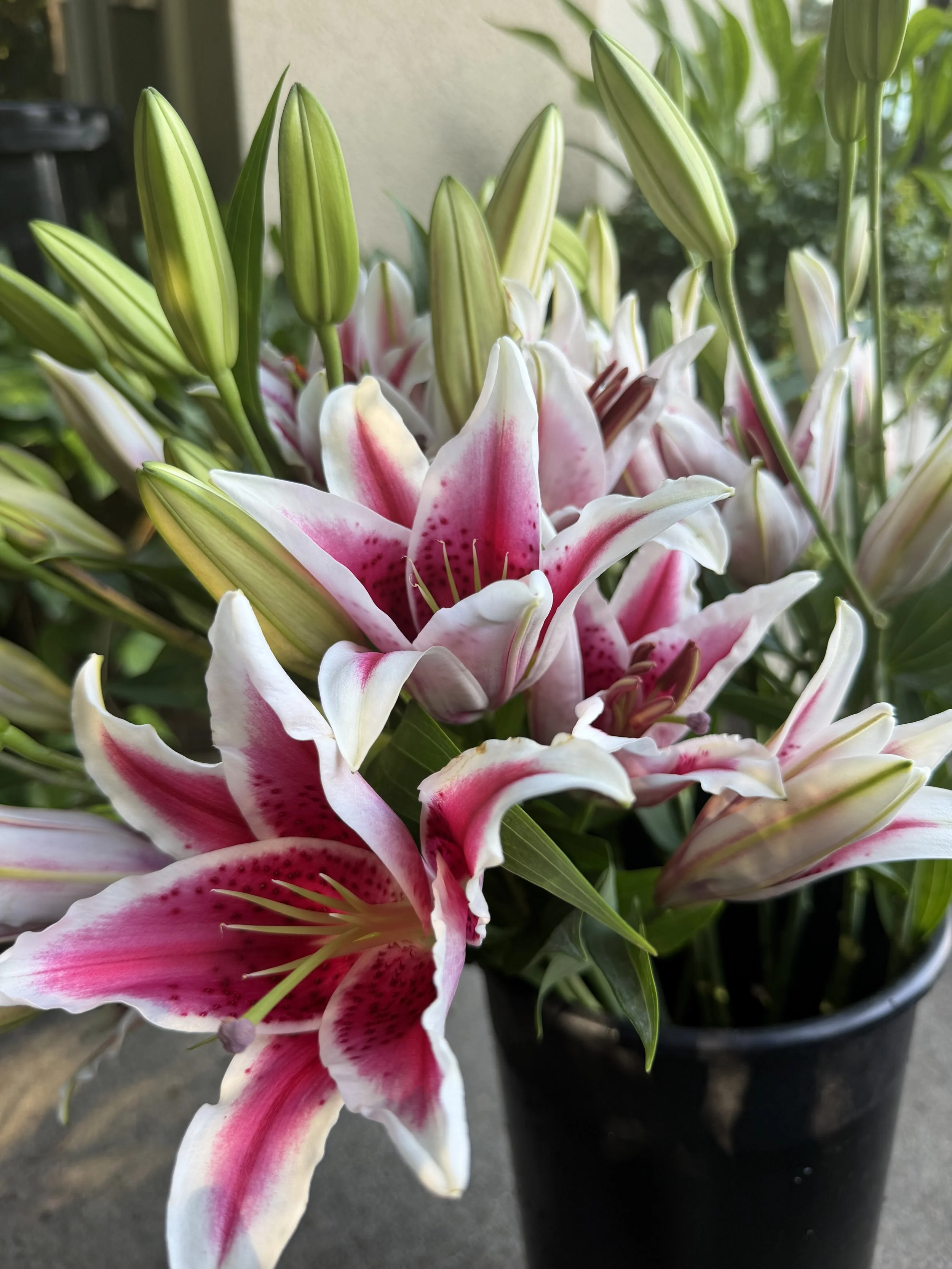 Close-up of pink and white oriental lily flowers in a black pot.