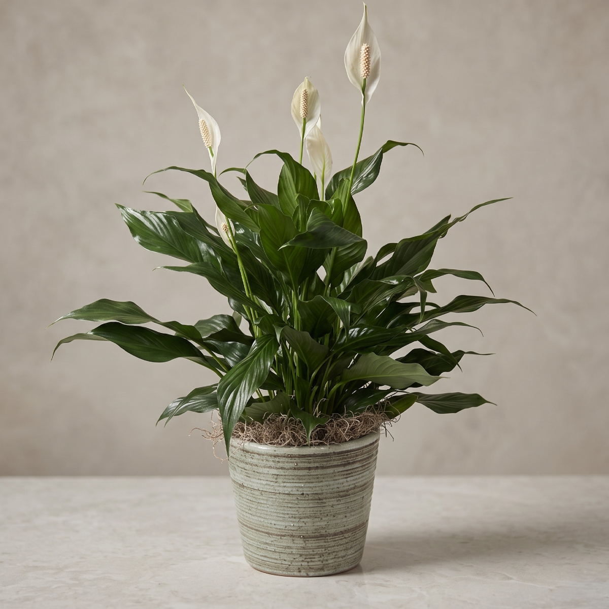 peace lily in blue etched ceramic - medium.png