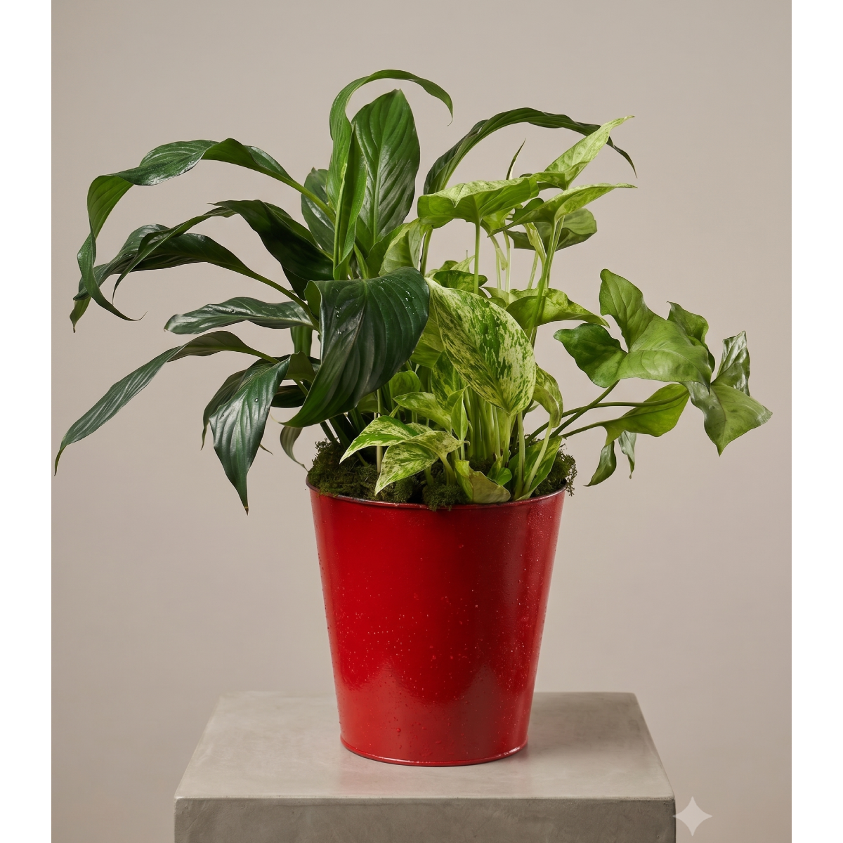 Live Inventory - Medium Plant Garden - $75