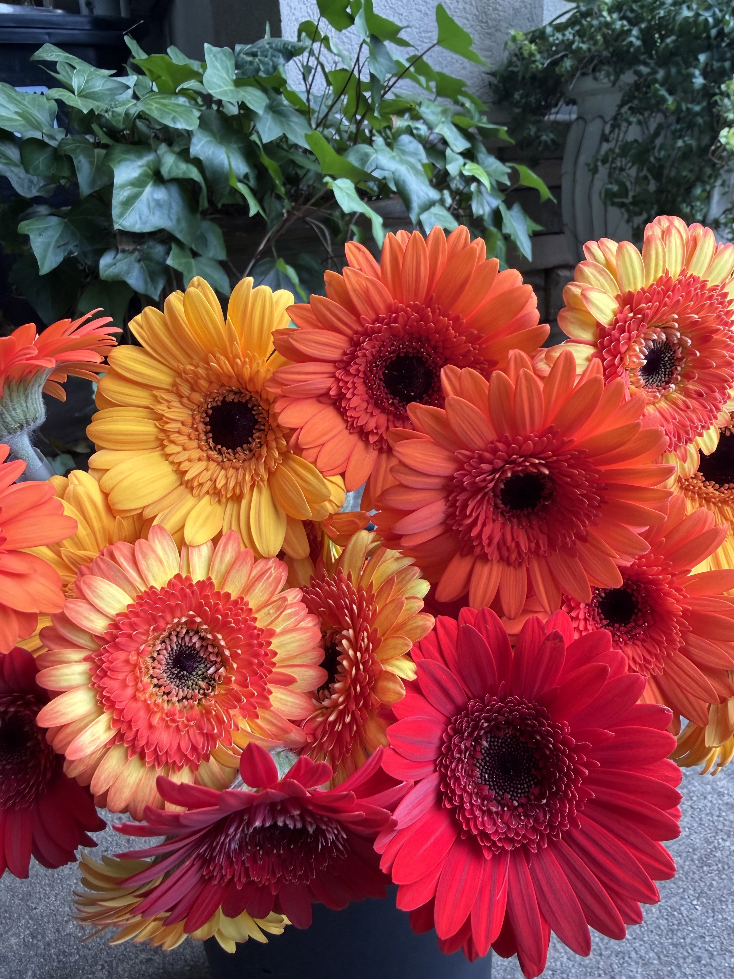 Bright orange, yellow, and red gerbera daisies showcased in a container with green ivy and other plants in the background.