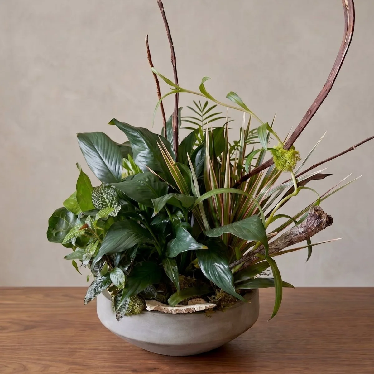 dishgarden 250.jpg
