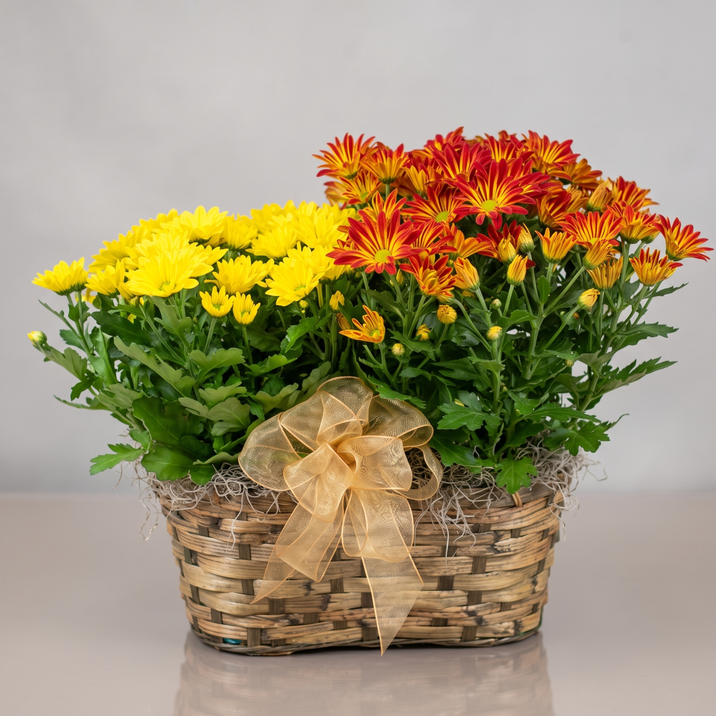 double basket mums chrysanthemums.png