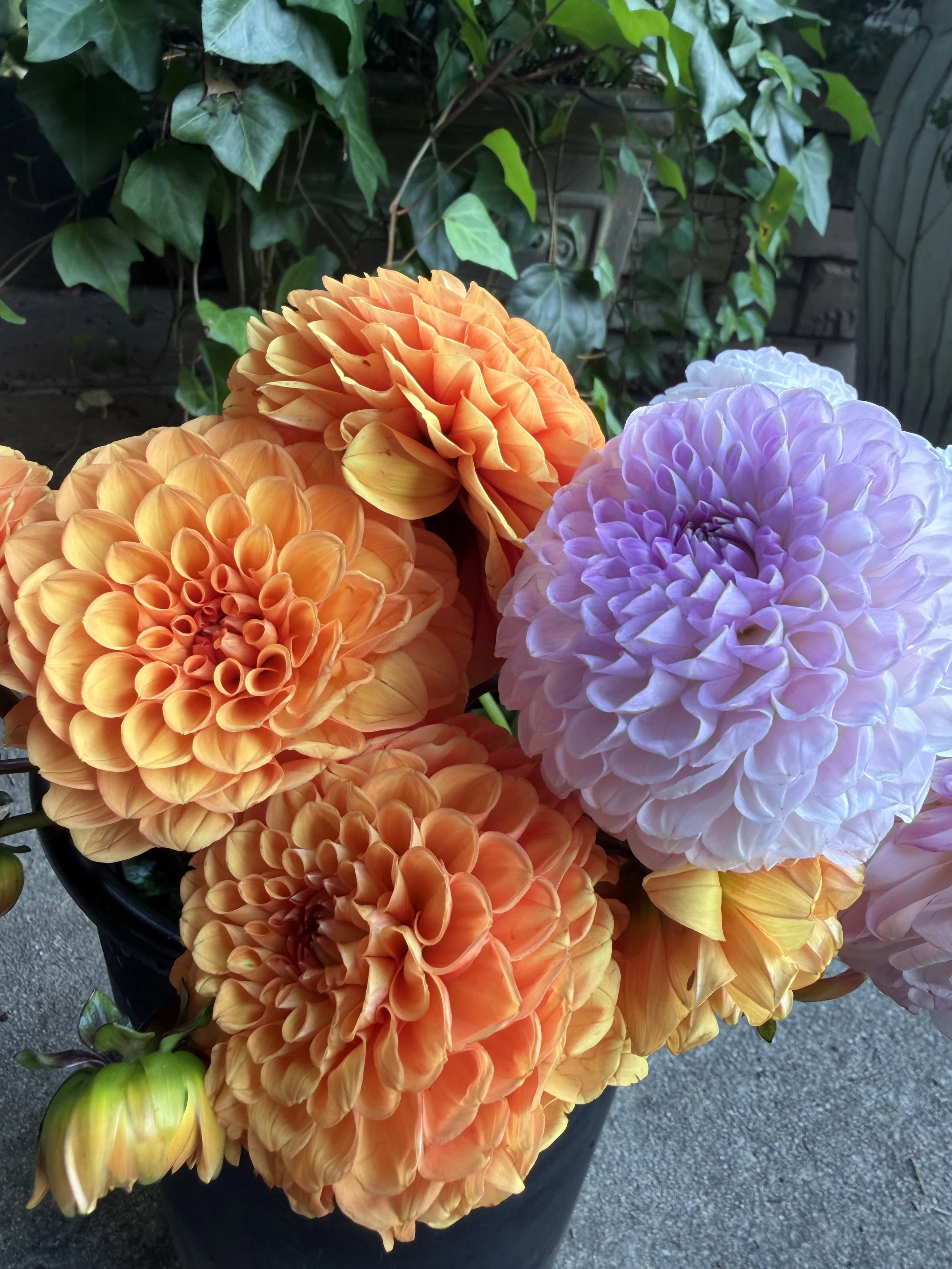 Close-up of colorful dahlias in shades of orange, pink, and purple in a black bucket outdoors with green ivy in the background.