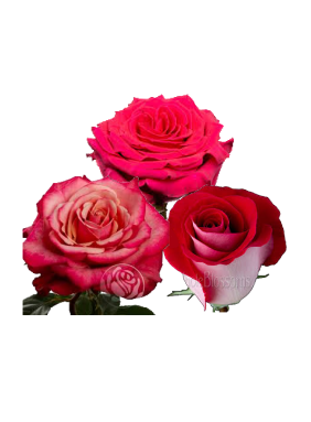 2026 VDay Short Roses.png