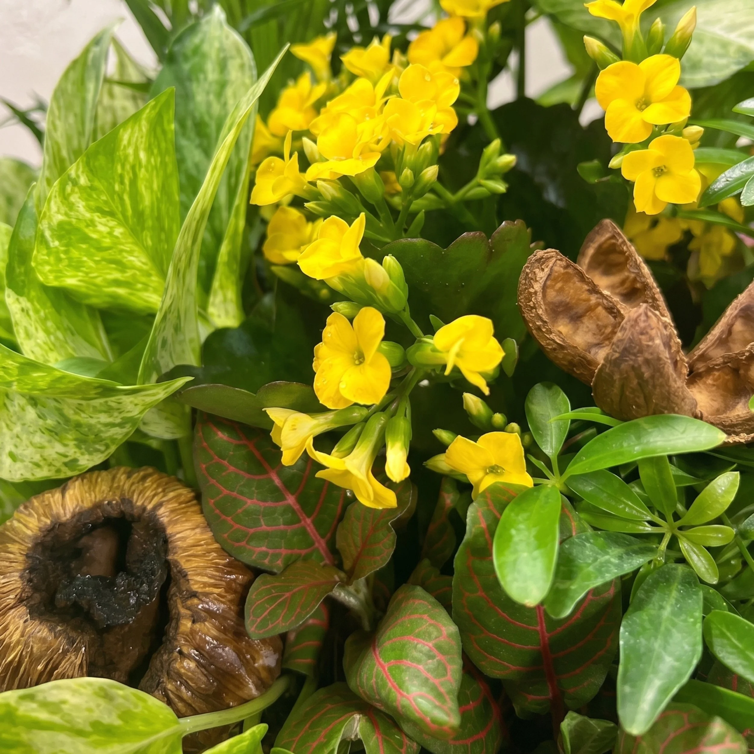 yellow kalanchoe euro garden close up pot(1).jpg