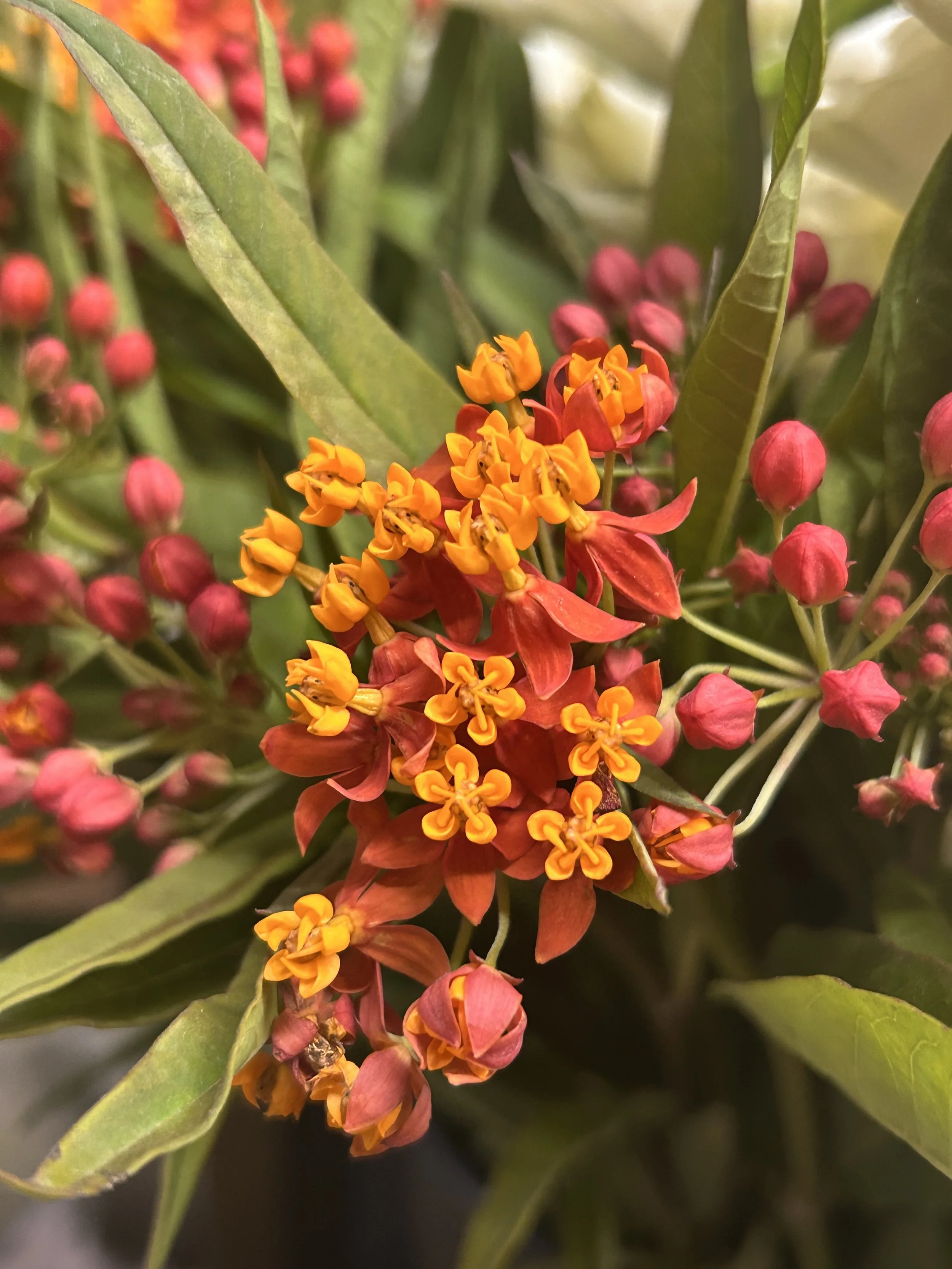Close-up of orange and yellow small flowers (milkweed or ascelpias) with green leaves and pink buds in the background.