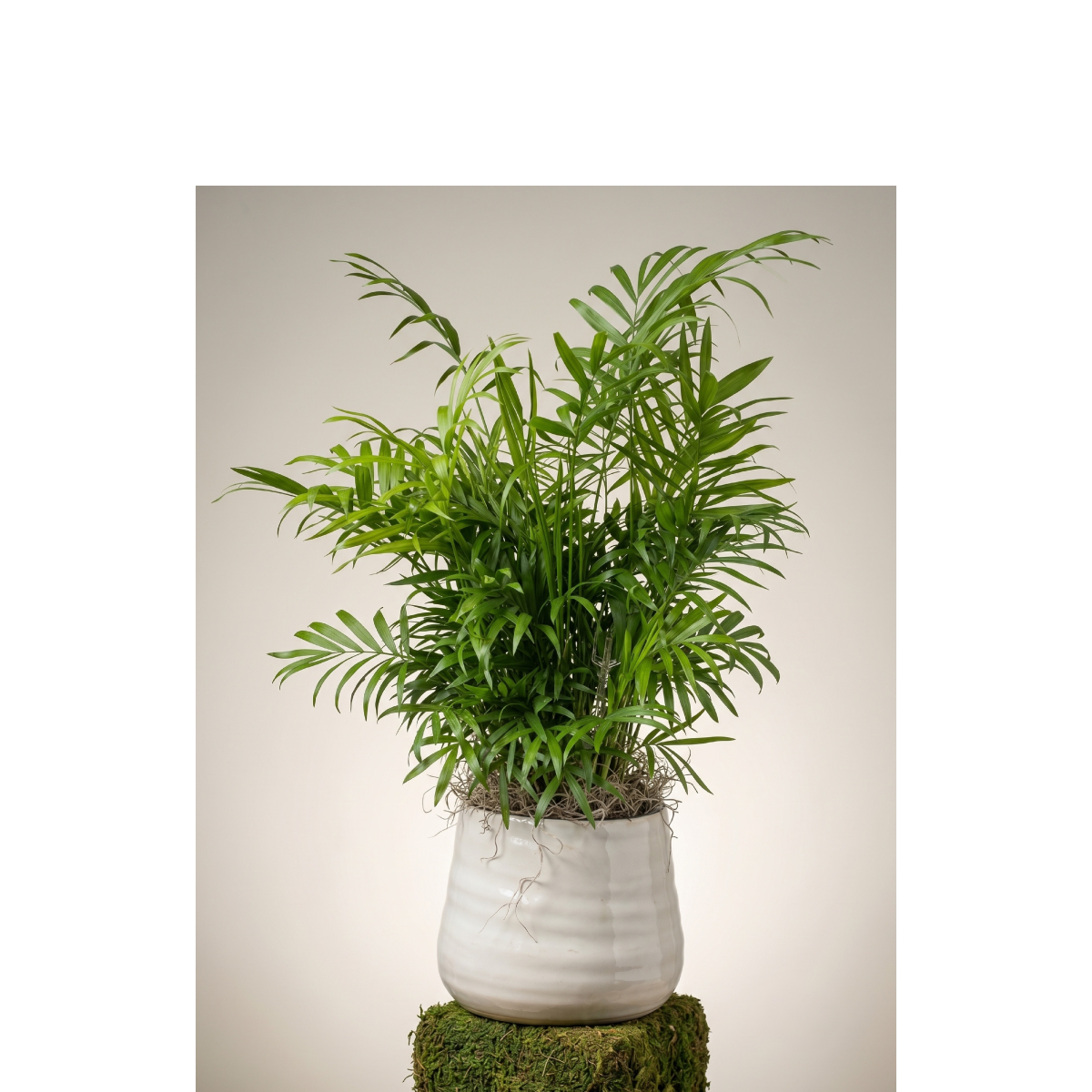 palm in white irregular ceramic.png
