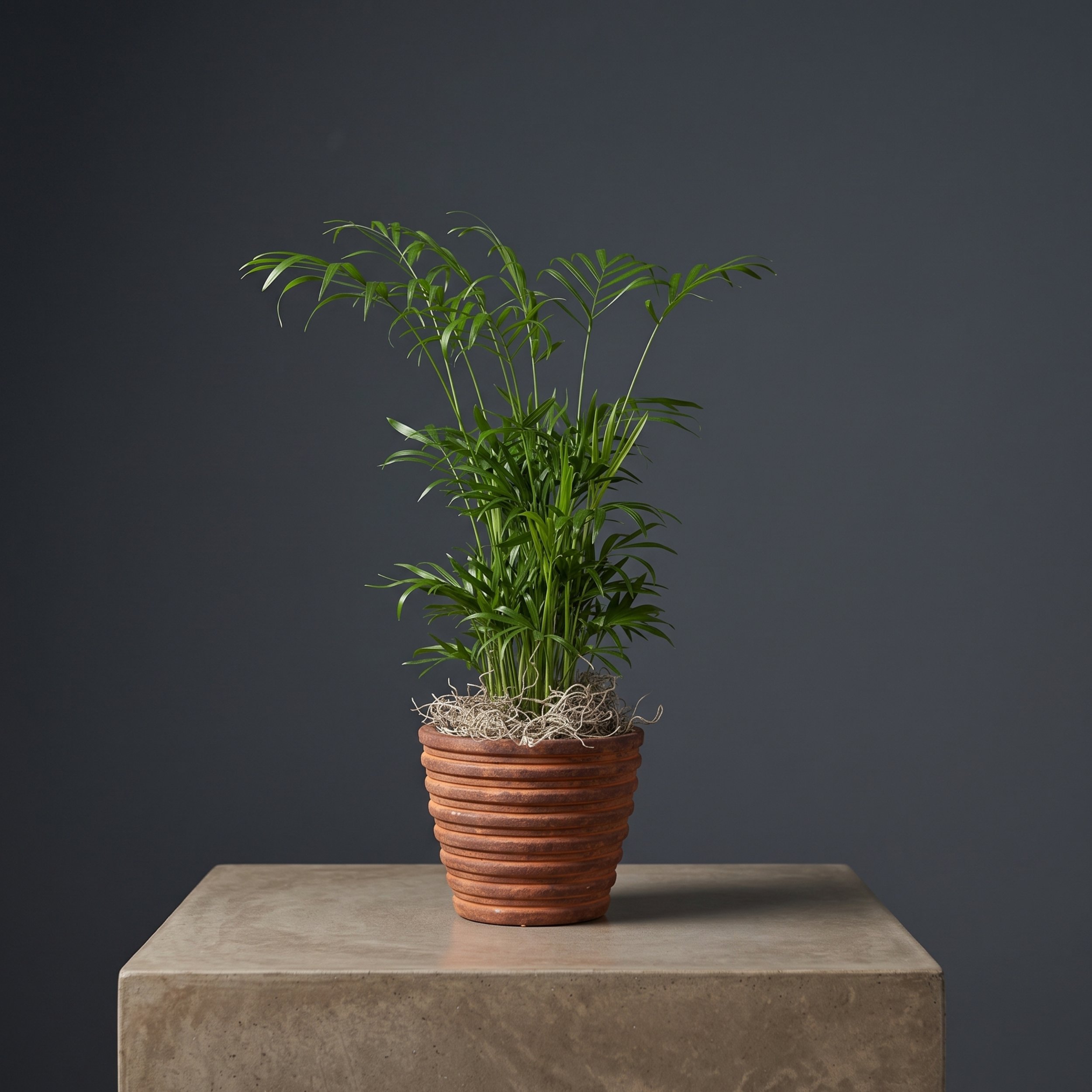 palm in brown ceramic - striped.jpg