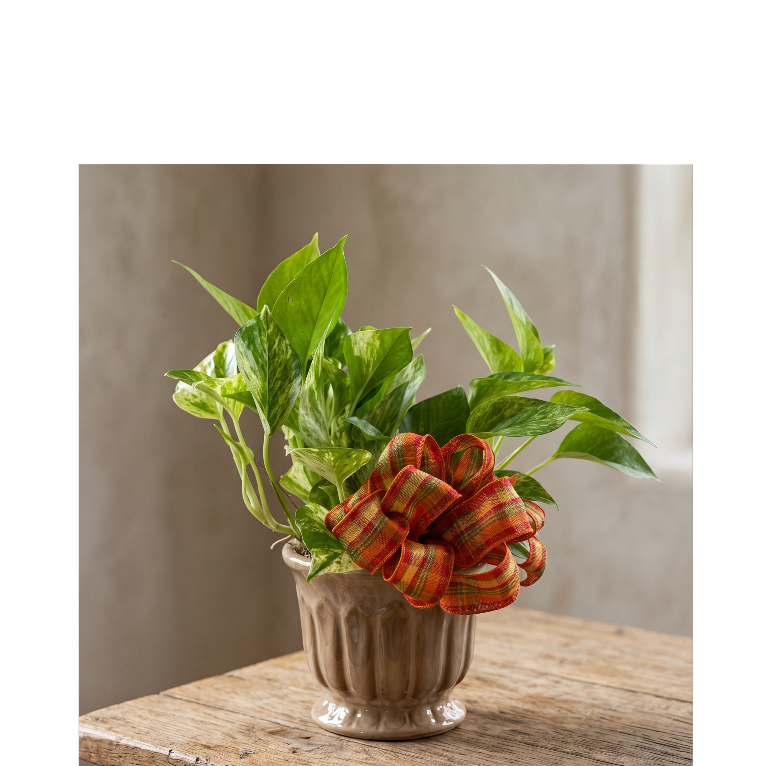Live Inventory - Small Pothos in Fluted Ceramic - $35