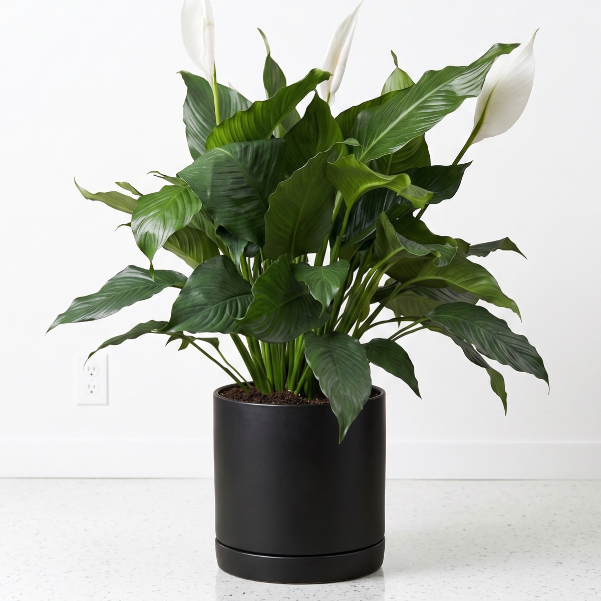 large floor plant peace lily.png