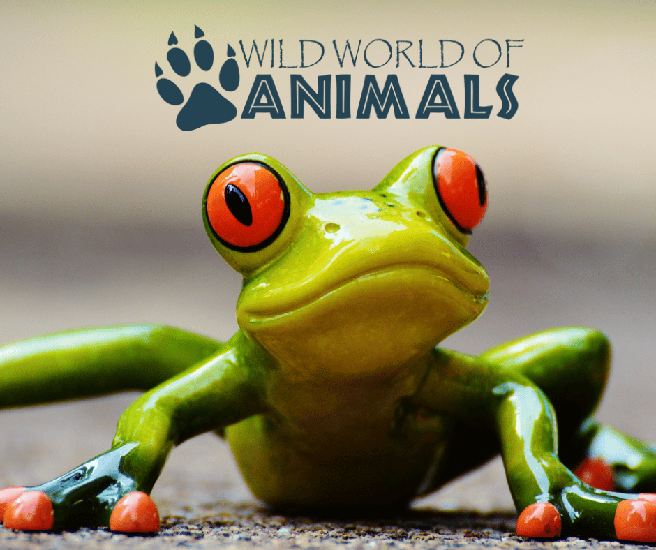 Wild World of Animals in the Ember