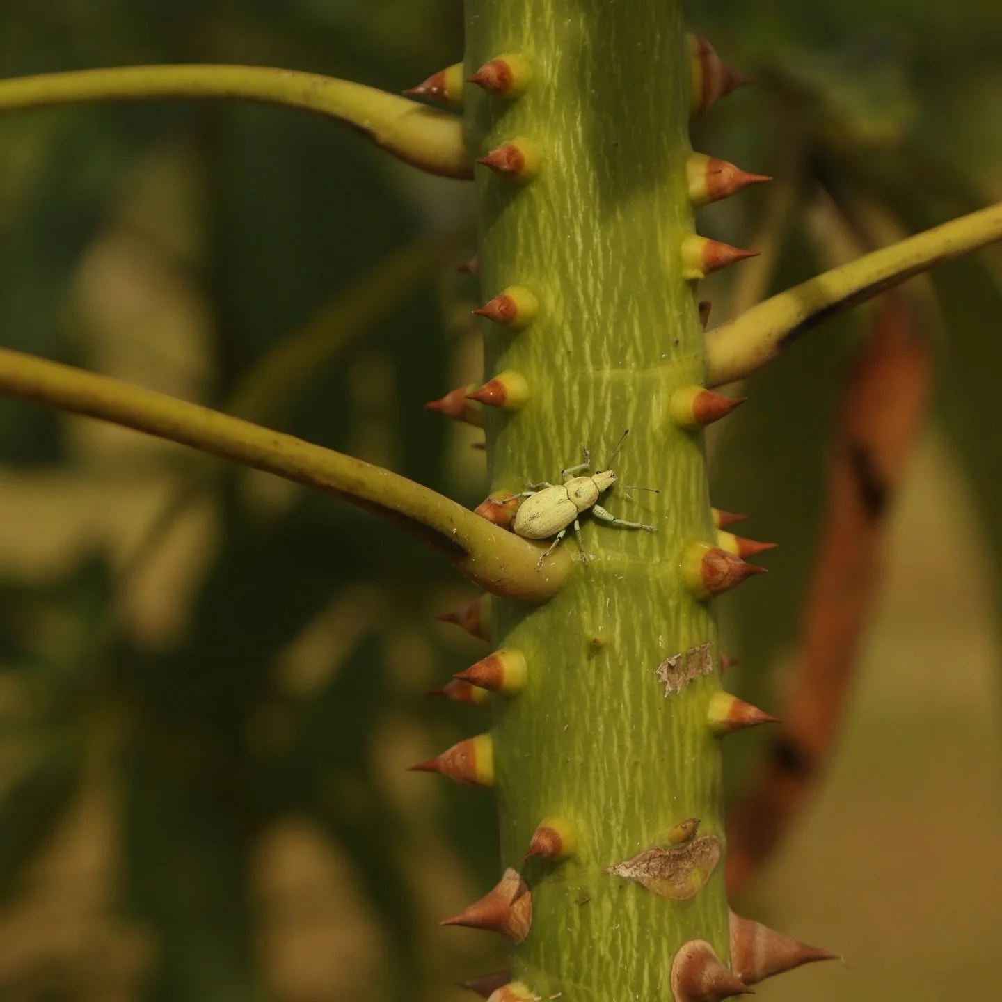 La vida se expande, cada ser alberga a otro ser, visible o invisible.

Las plantas, ahora, acogen sus hu&eacute;spedes. Este peque&ntilde;o amigo ahora es espectador y c&oacute;mplice. As&iacute; se entretejen las historias en la naturaleza.