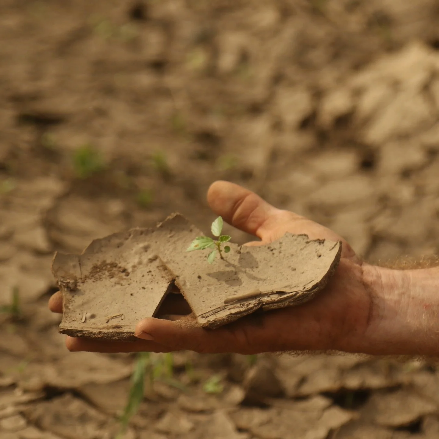 El primer soplo de vida nace del vientre de la tierra. Un peque&ntilde;o brote que emerge a la superficie y trae consigo la promesa del renacer. 

As&iacute; nacen los sue&ntilde;os de la naturaleza, en la esperanza de los nuevos comienzos.

Al dar p