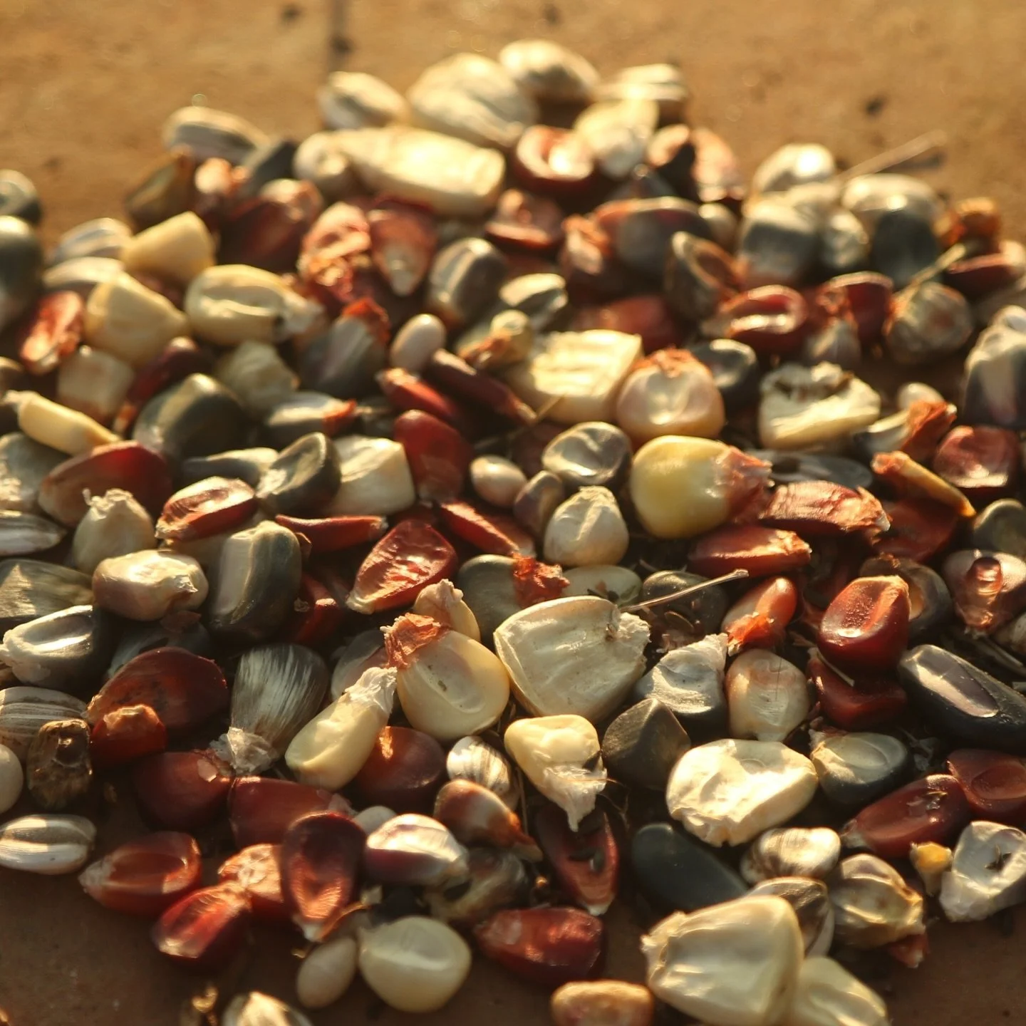 La vida.

En el regocijo de la creaci&oacute;n, acurrucadas en la penumbra del suelo, peque&ntilde;as promesas de vida esperando su turno para expandirse y transformarse. 

Cada semilla contiene la m&aacute;xima concentraci&oacute;n de energ&iacute;a