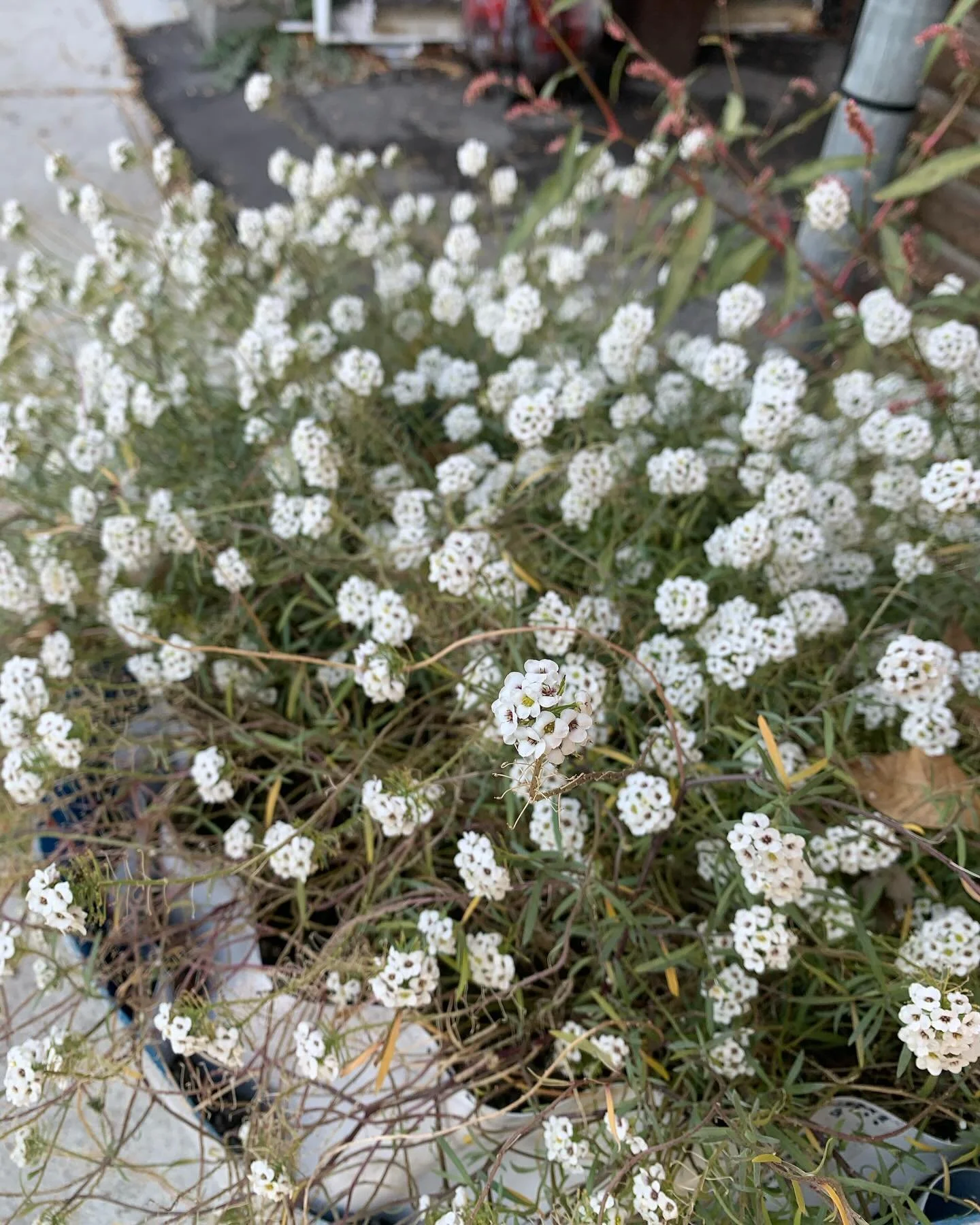 Such relentless repression of Palestine solidarity movements @concordiauniversity: academic sanctions of students, student arrests, blatant censorship (removal) of departmental position statements, and most recently the firing of the director of the 