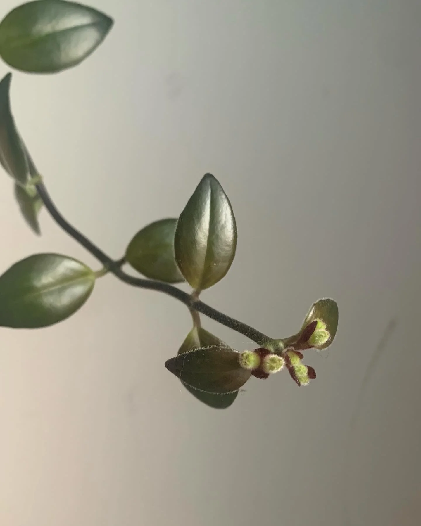 it&rsquo;s shame flower season again 🌺