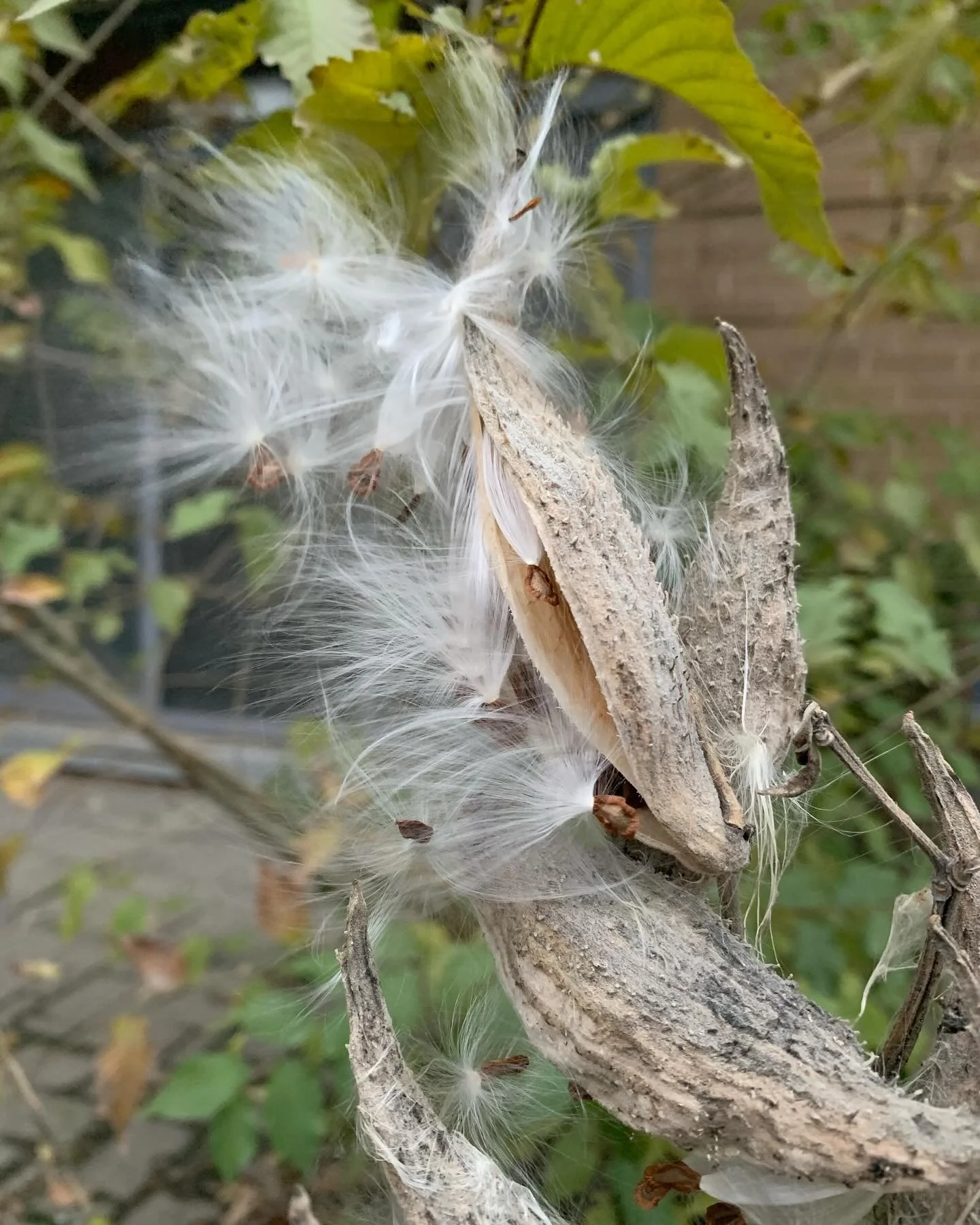Currently researching seed dispersal and especially plants that explode or burst or shoot out their seeds.