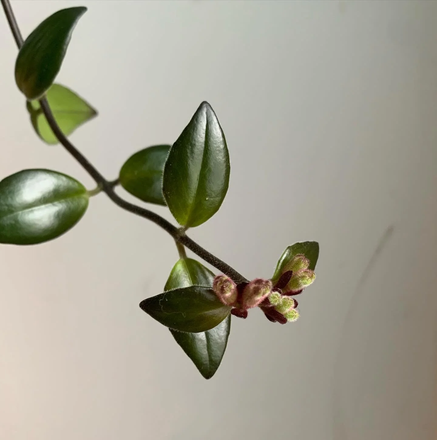 Aeschynanthus bloom blooms, taking its soft fuzzy red time.
