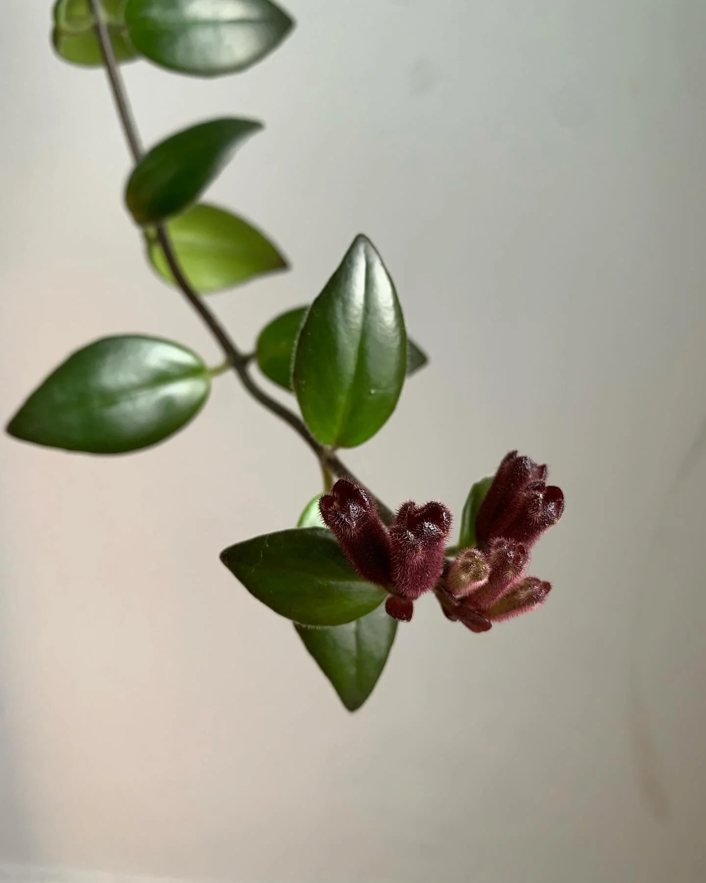 shame flower is shame flowering. or lipstick plant is lipstick planting. she&rsquo;s doing her thing.