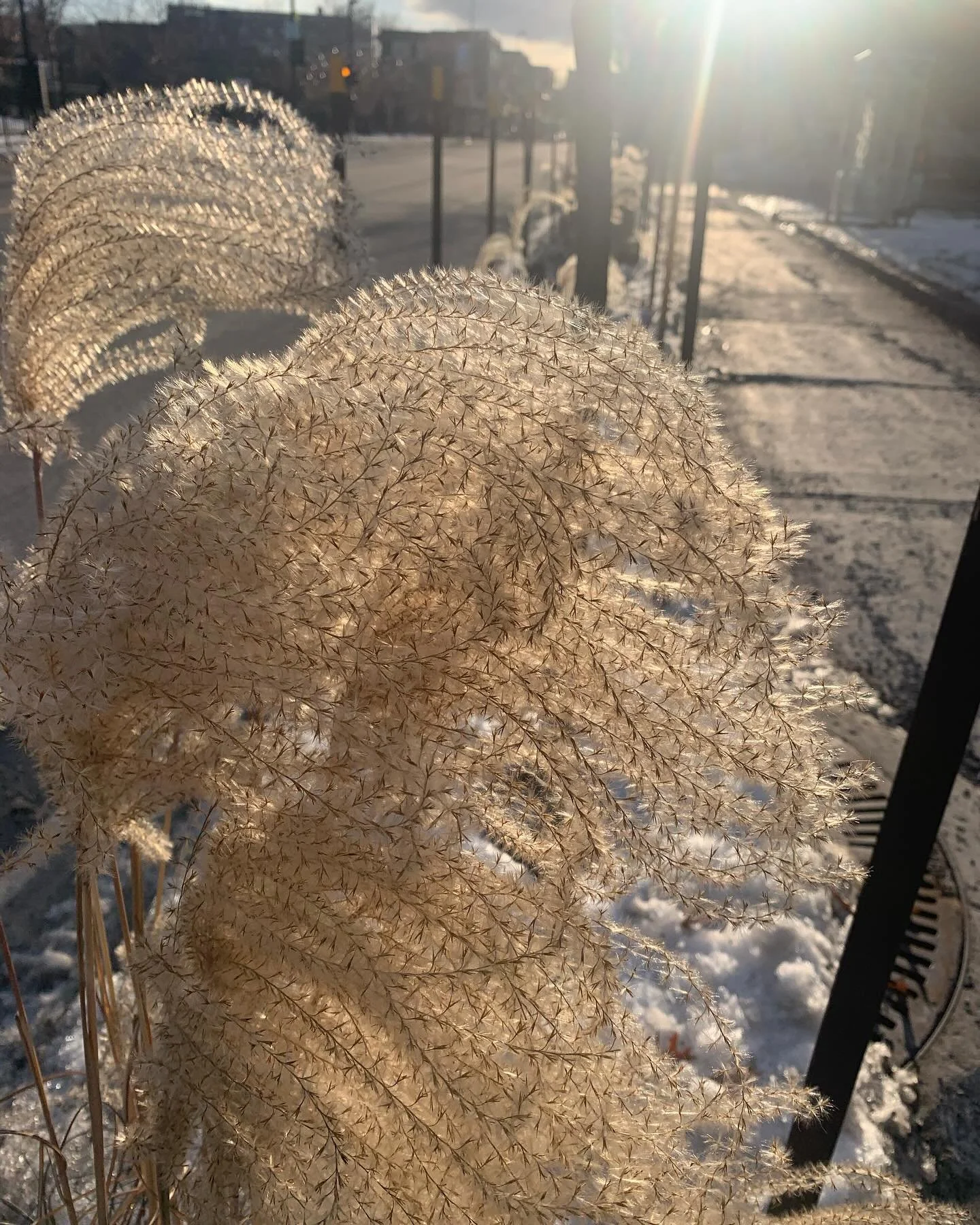 this week and next week are the weeks with the least sunlight of the year which is why i&rsquo;m still in bed and also why i made a winter solstice playlist. the link is in my bio if you would like to check it out. stay warm and make sure to love up 