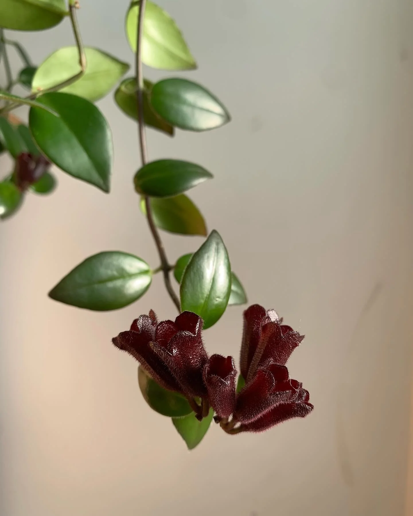 aeschynanthus slow bloom