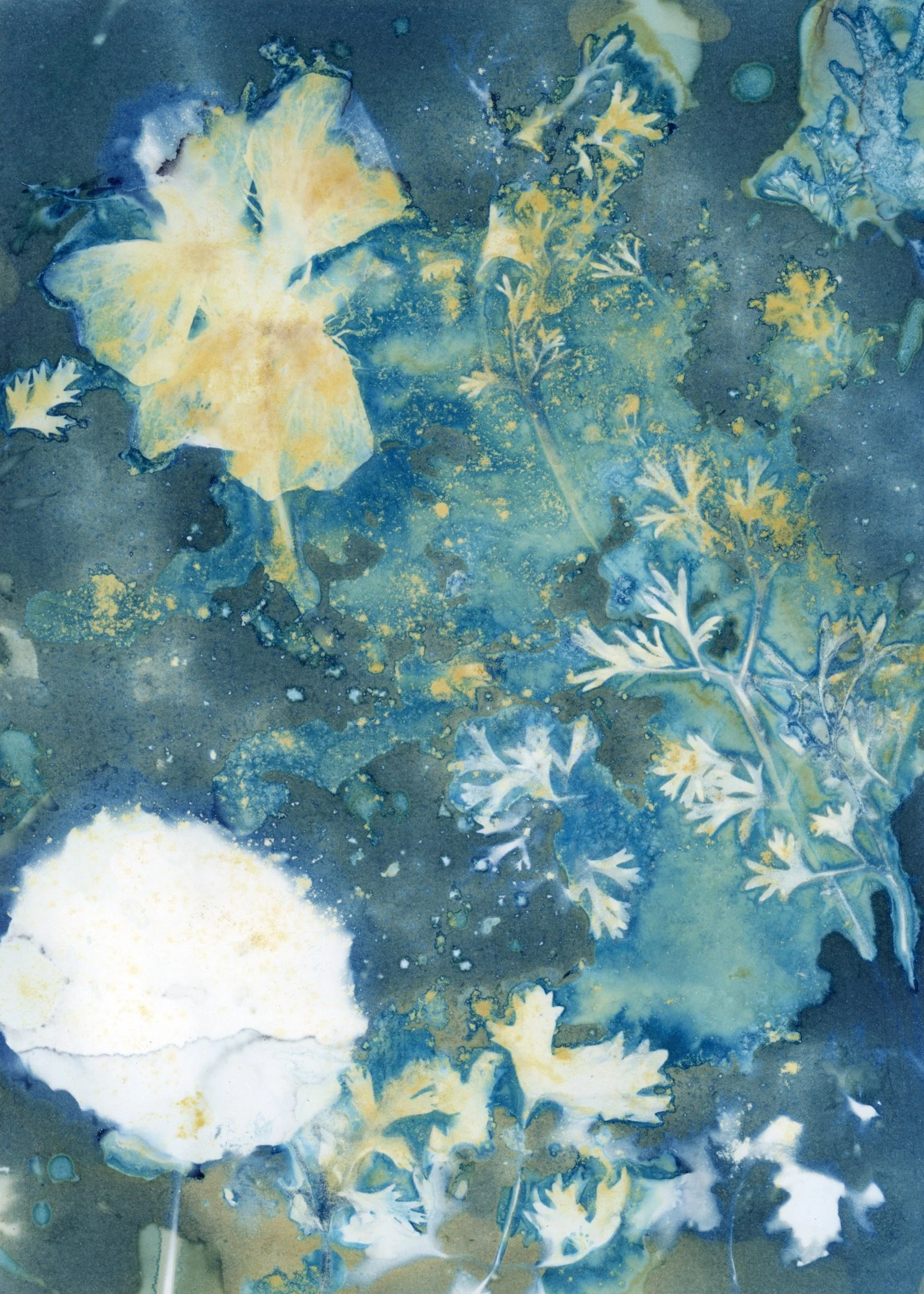 Cyanotype Sept Oct 2025_0006.jpg