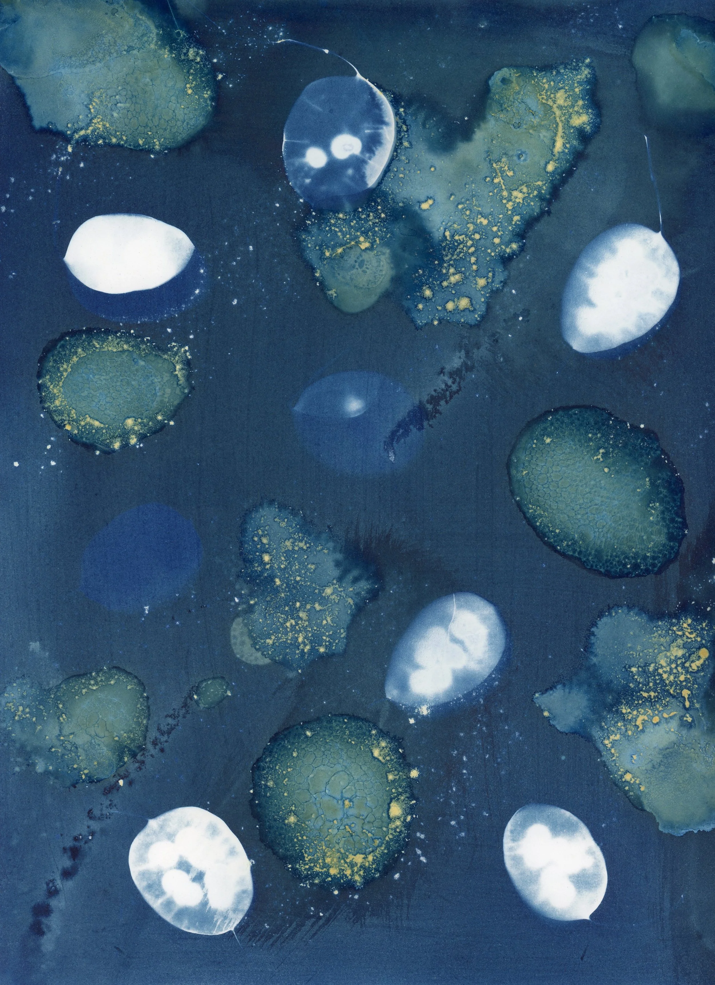 Wet Cyanotype 2025.10.050007.jpg