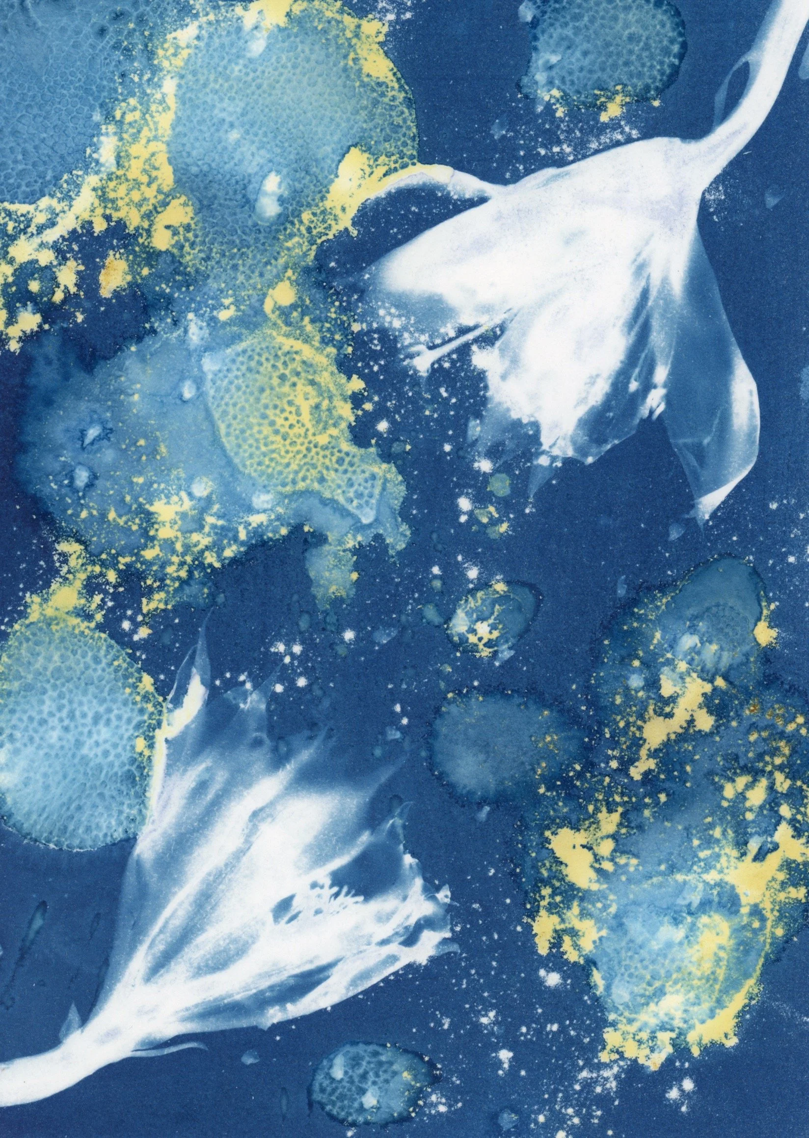 Cyanotype Sept Oct 2025_0003.jpg