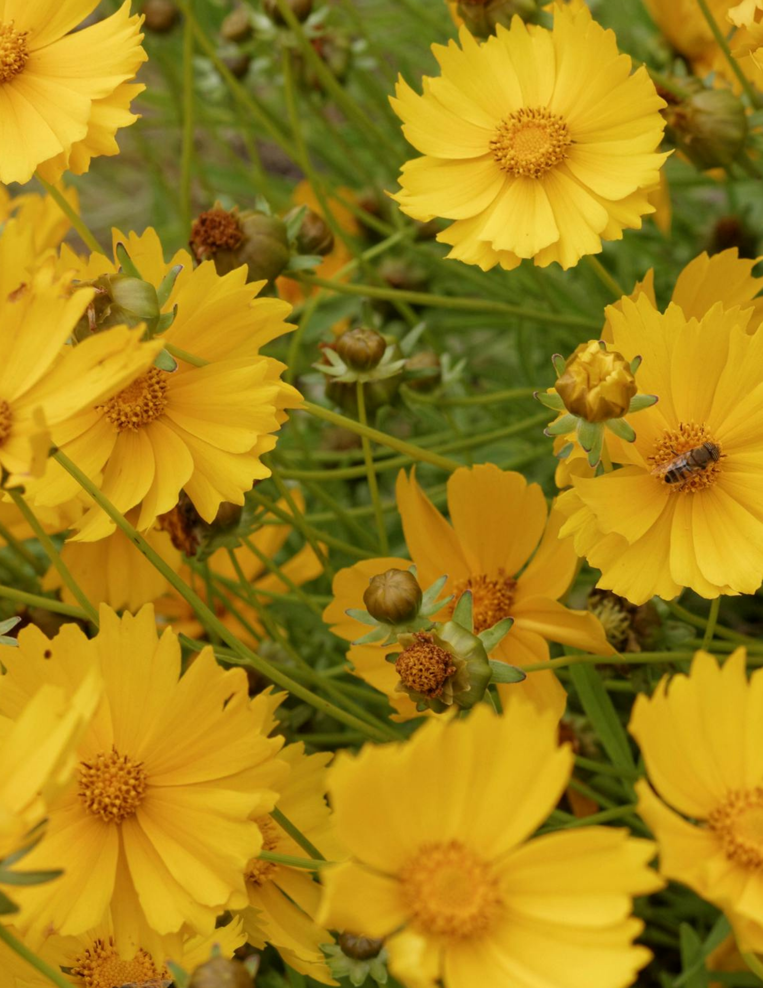 cluster of yellow flowers