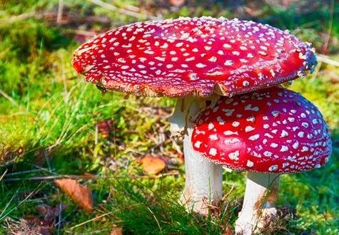 Biomimicry as Resistance: The Path Forward