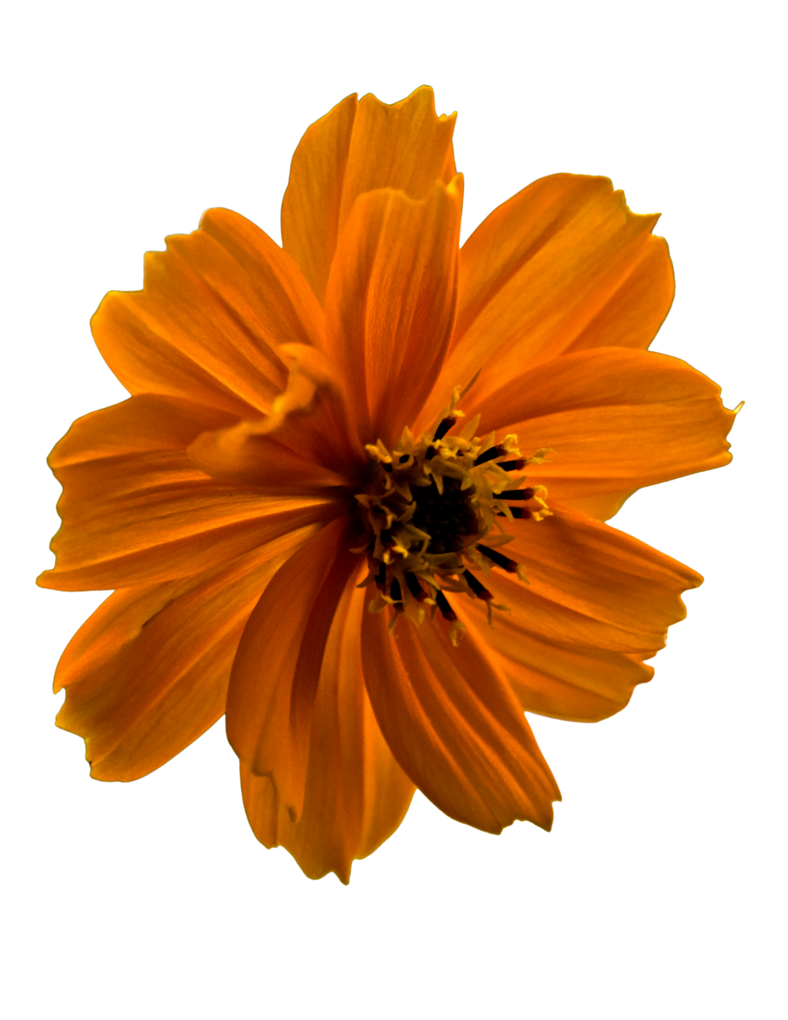 A close-up of an orange daisy flower with layered petals and a dark center.