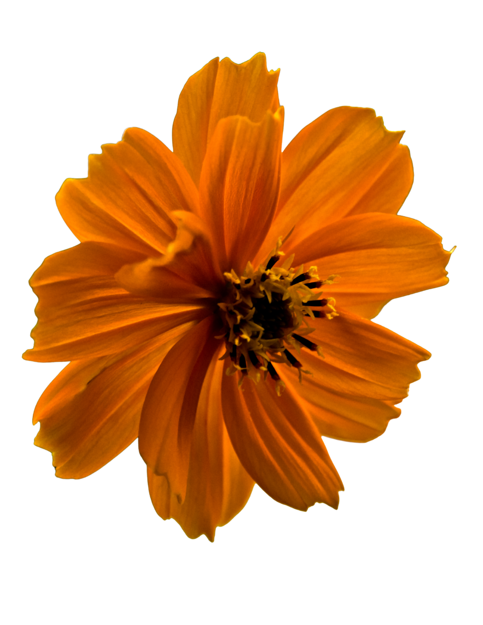 orange flower
