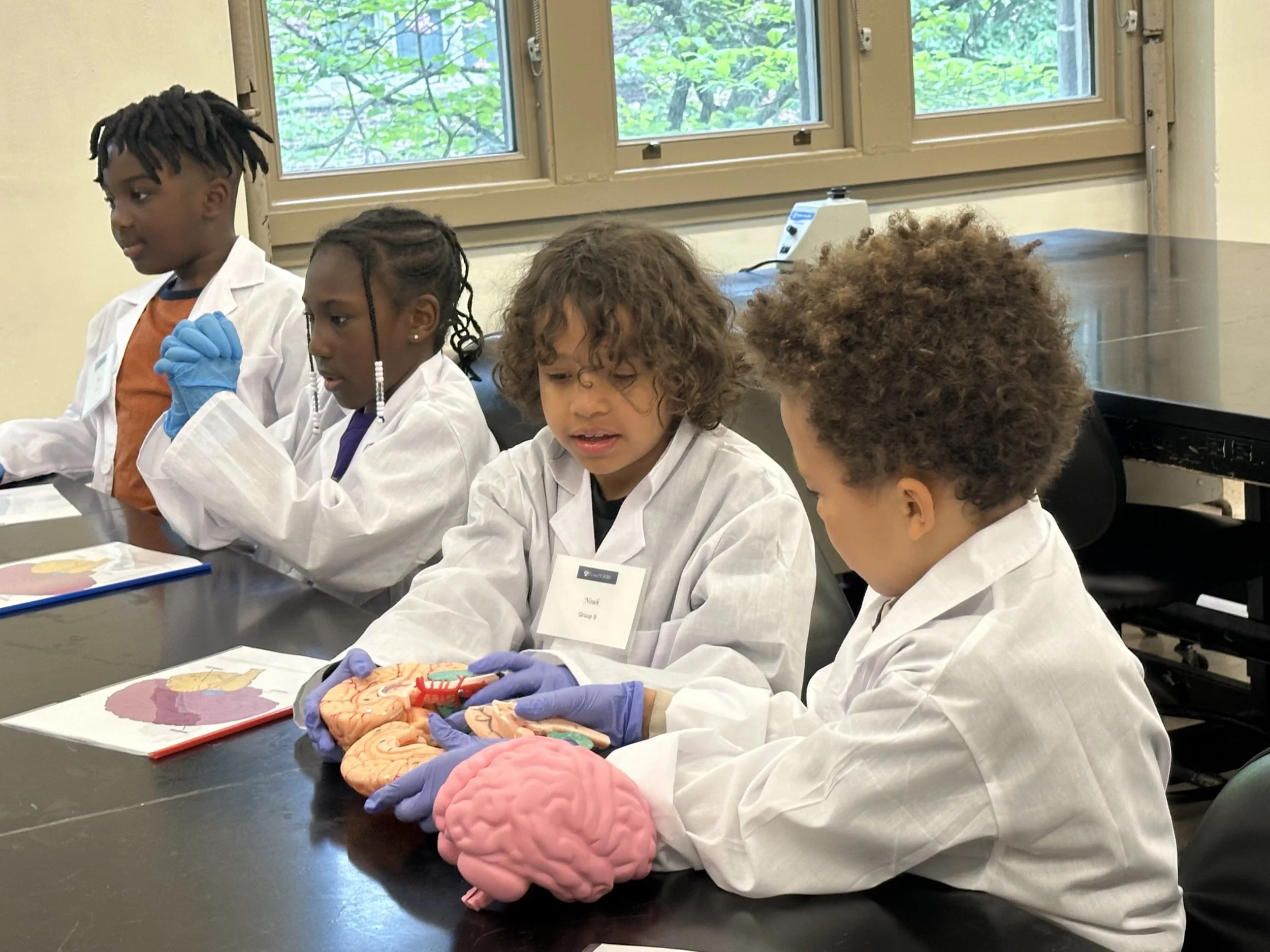 Children wearing white lab coats sitting at a table with educational anatomy models of brains and internal organs, in a classroom with a window showing trees outside.