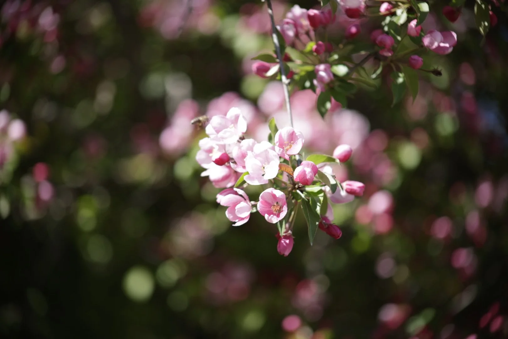 Pink and white blossoms on a flowering tree branch with bees gathering nectar, set against a blurred green background.