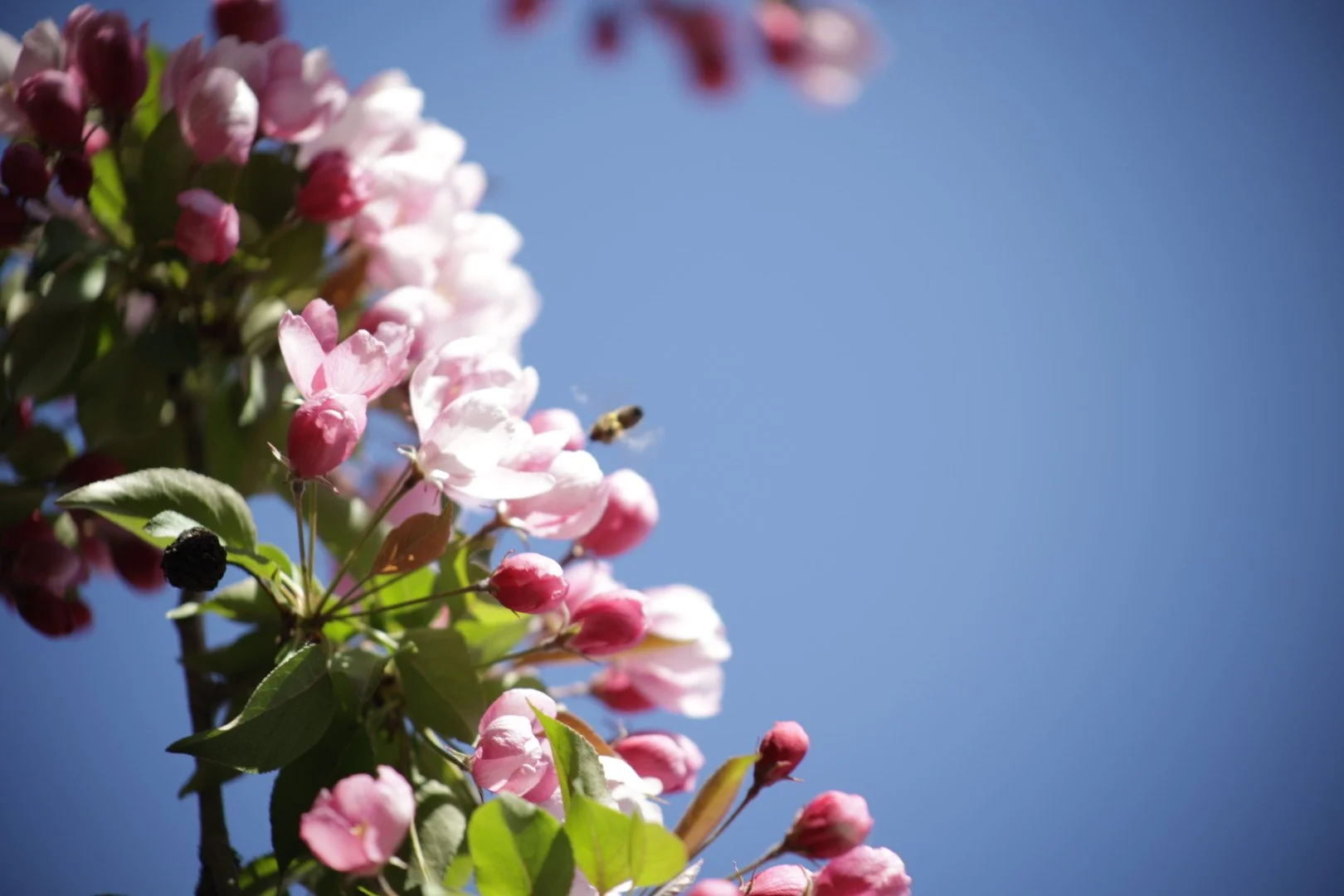 Pink and white flowers on a branch against a clear blue sky with a bee flying near the flowers.